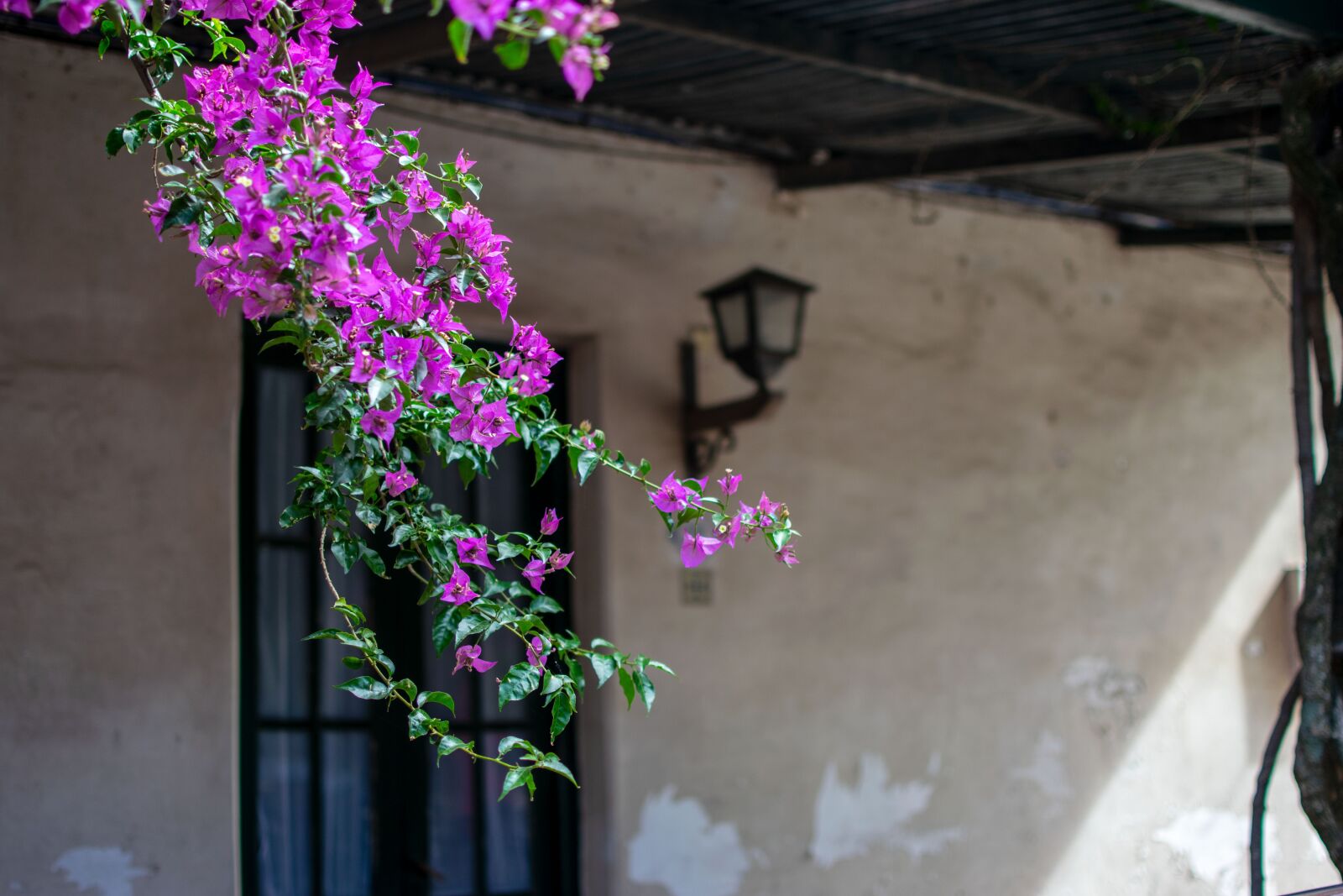 Nikon D3300 sample photo. Blossom, bloom, hauswand photography