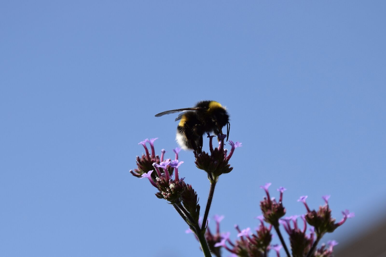 Nikon D5300 sample photo. Bee, flower, nature, sky photography
