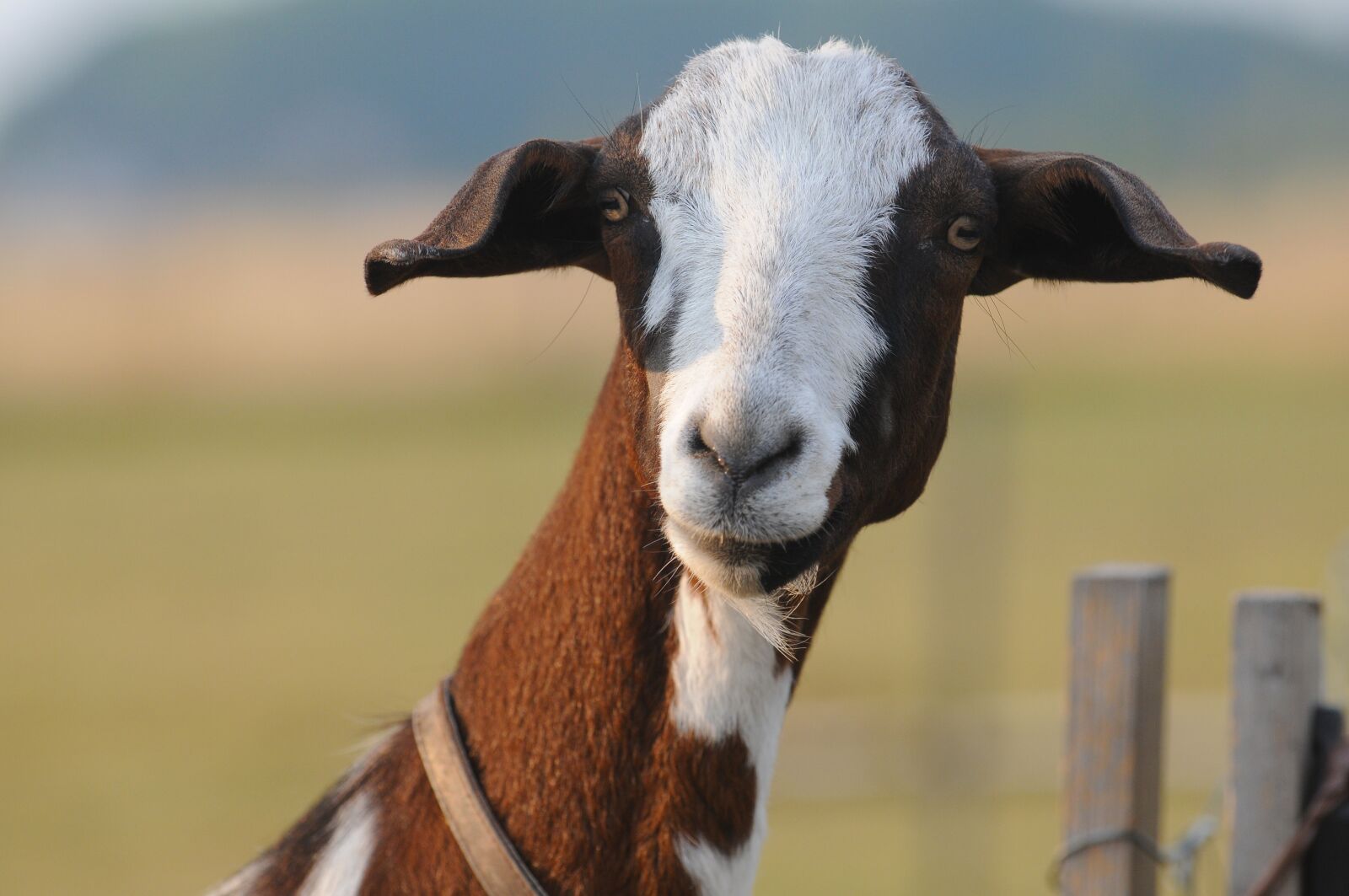 Nikon D300 sample photo. Goat, nature, portrait photography