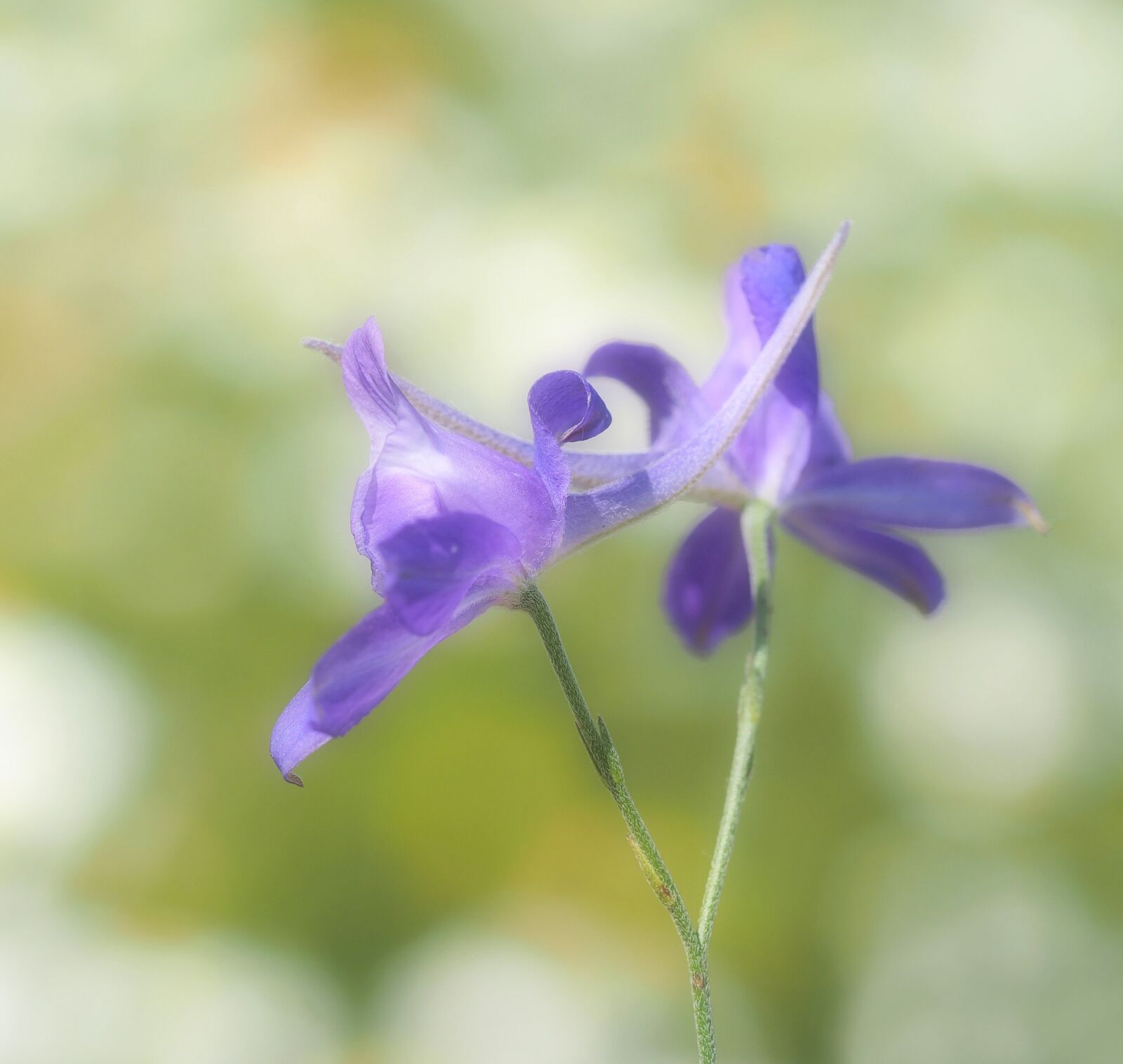 Olympus M.Zuiko Digital ED 60mm F2.8 Macro sample photo. Arable larkspur, wild plant photography