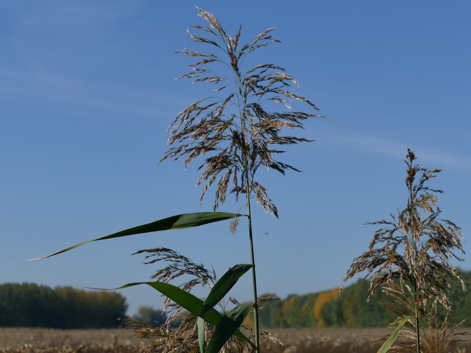Panasonic Lumix DMC-FZ1000 sample photo. Common reed, plant, country photography