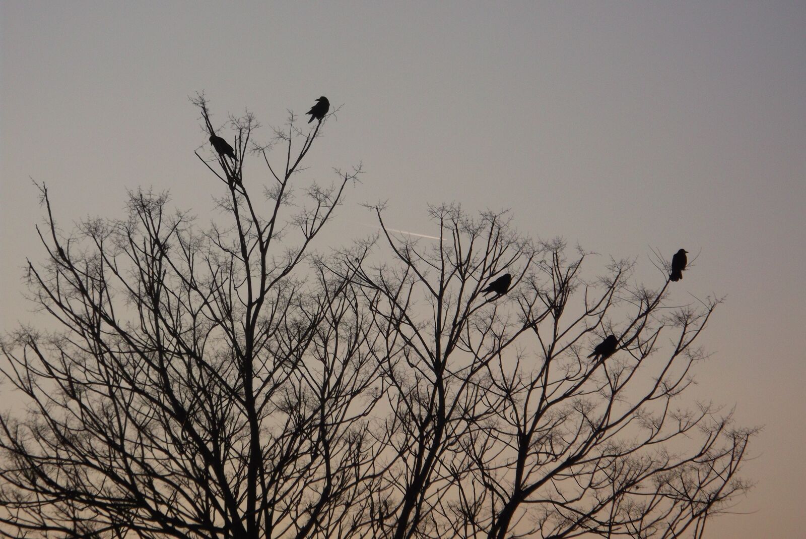 Fujifilm FinePix AX300 sample photo. Birds, crows, evening photography
