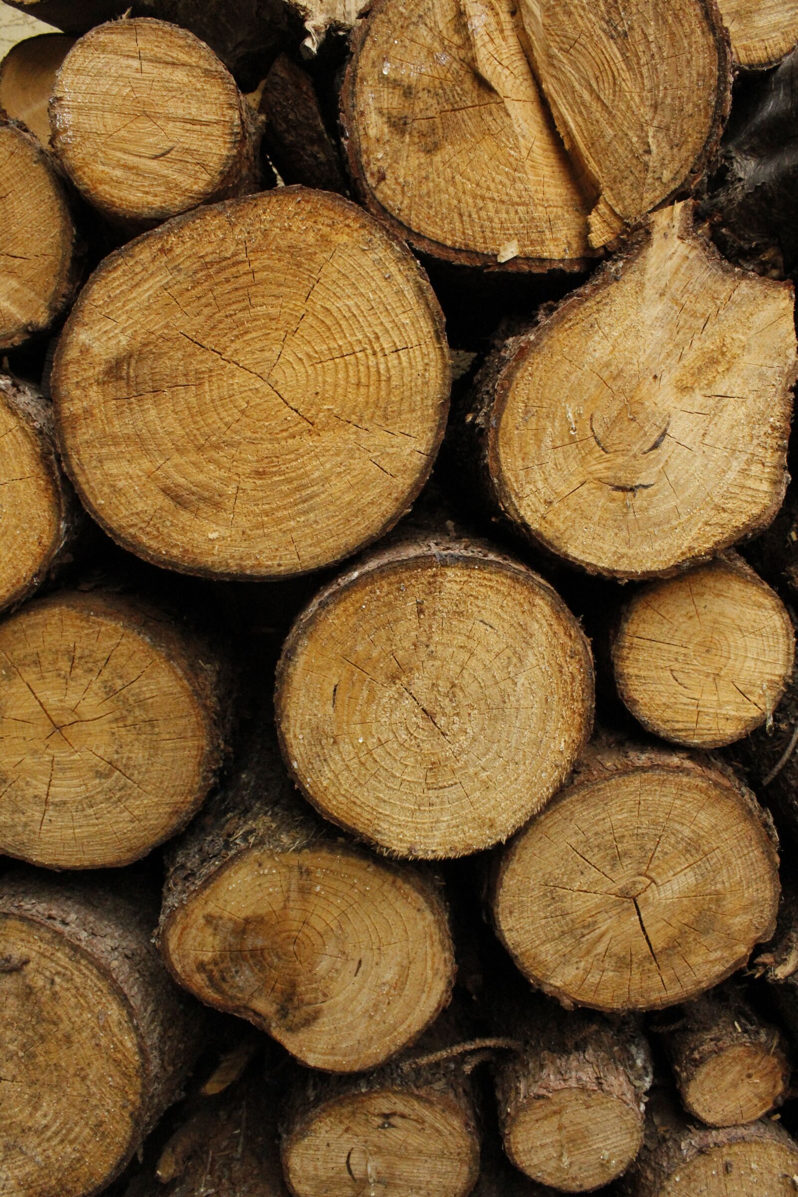 Canon EOS 1200D (EOS Rebel T5 / EOS Kiss X70 / EOS Hi) sample photo. Wood, stump, nature photography