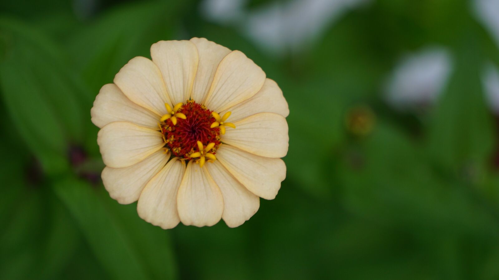 Sony a6000 sample photo. Flower, nature, plant photography