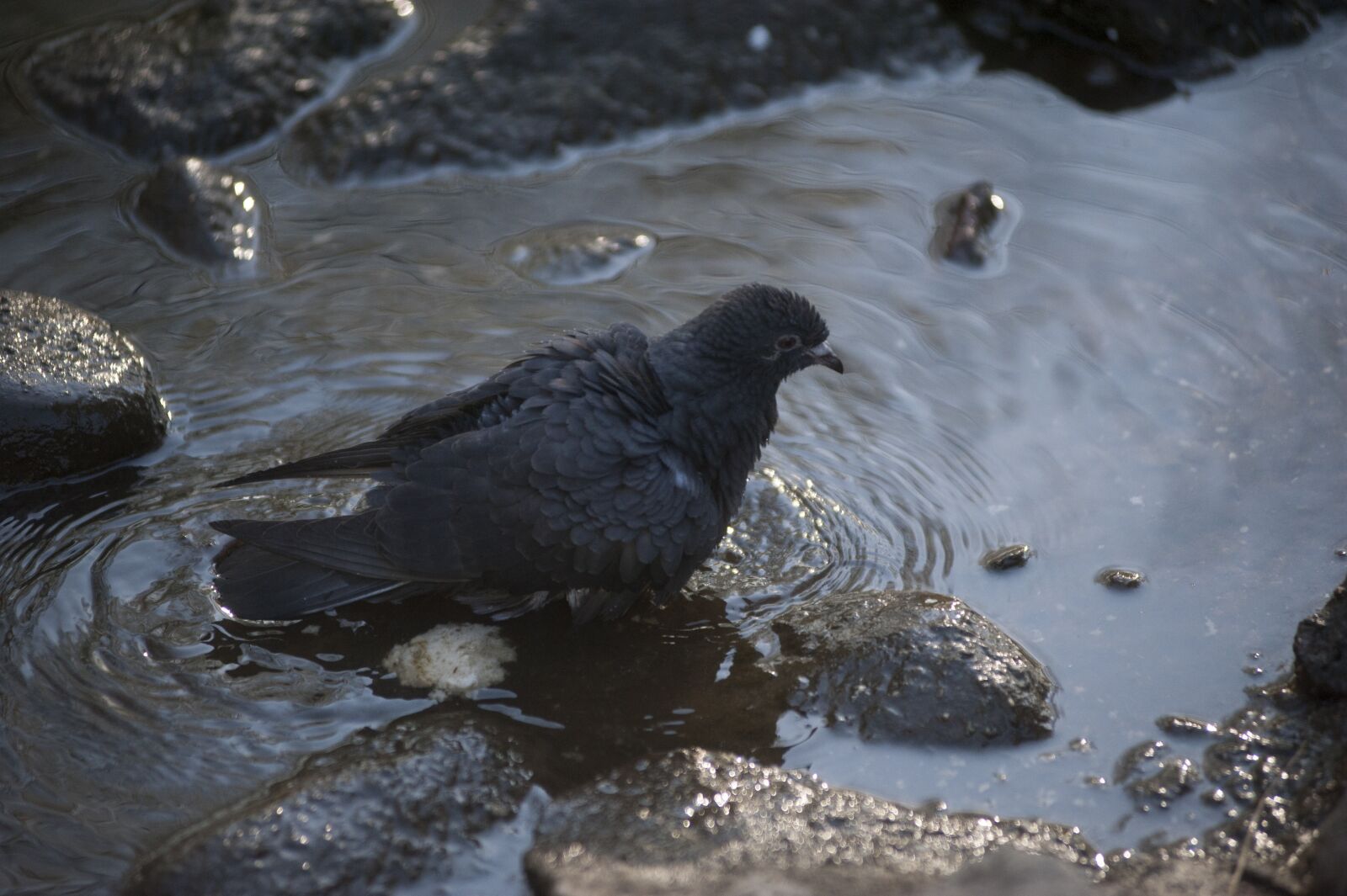 Nikon D700 sample photo. Dove, black, bird photography