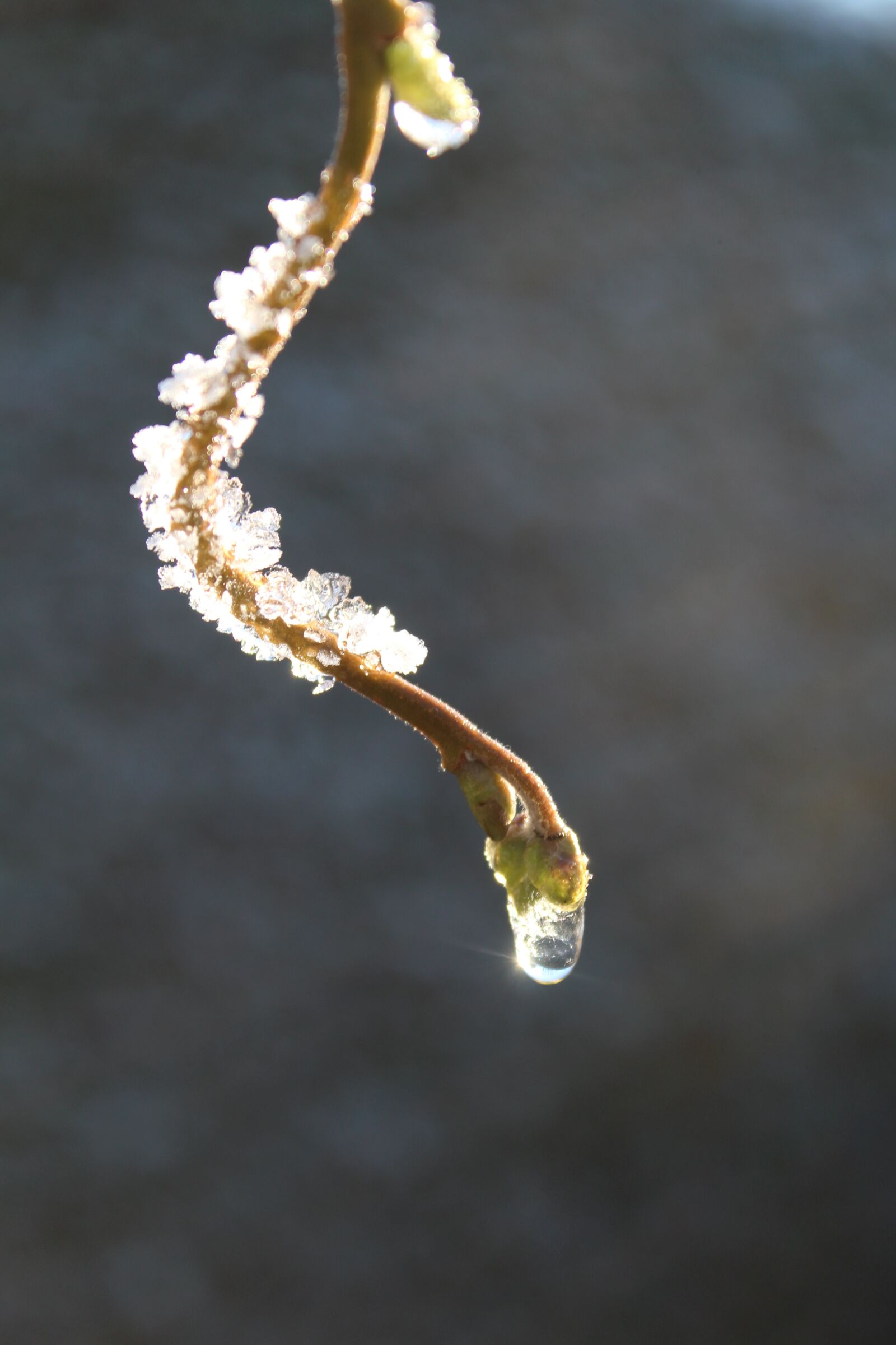 Canon EOS 1200D (EOS Rebel T5 / EOS Kiss X70 / EOS Hi) sample photo. Dewdrop, frost, winter photography