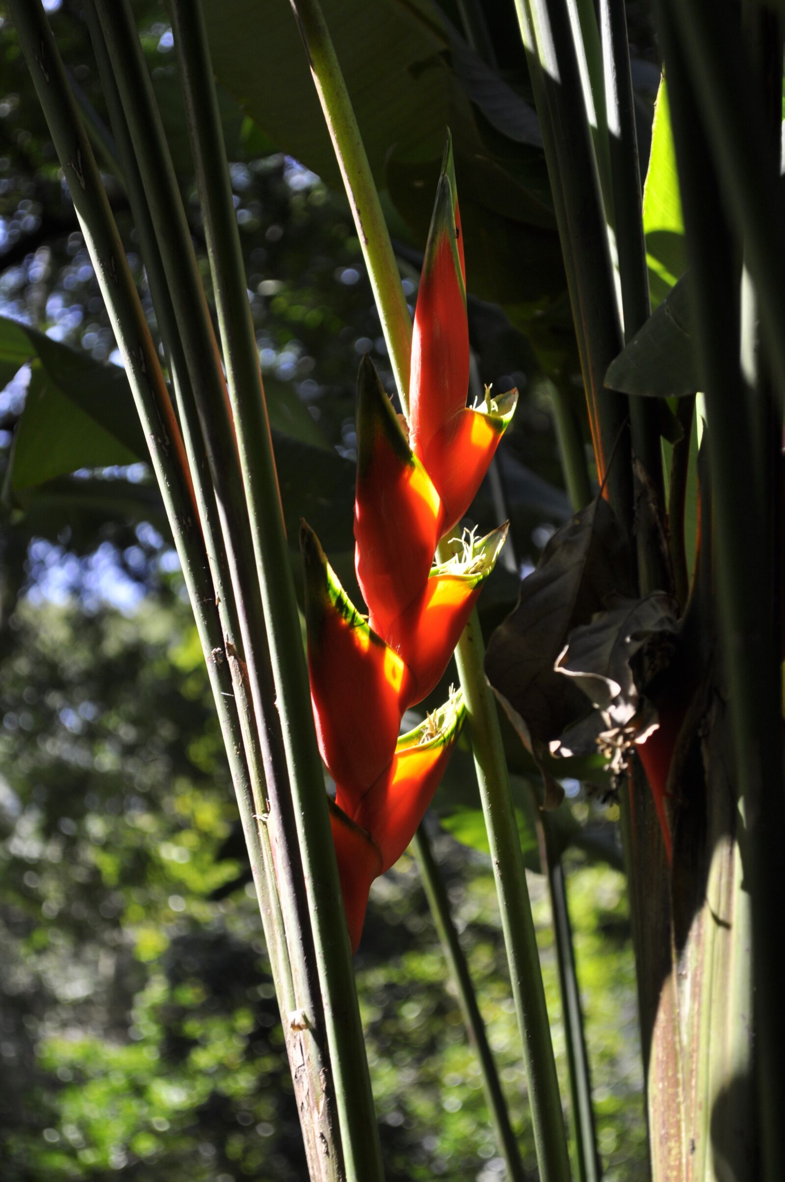 Nikon D5000 sample photo. Leaf, plant, botanical garden photography