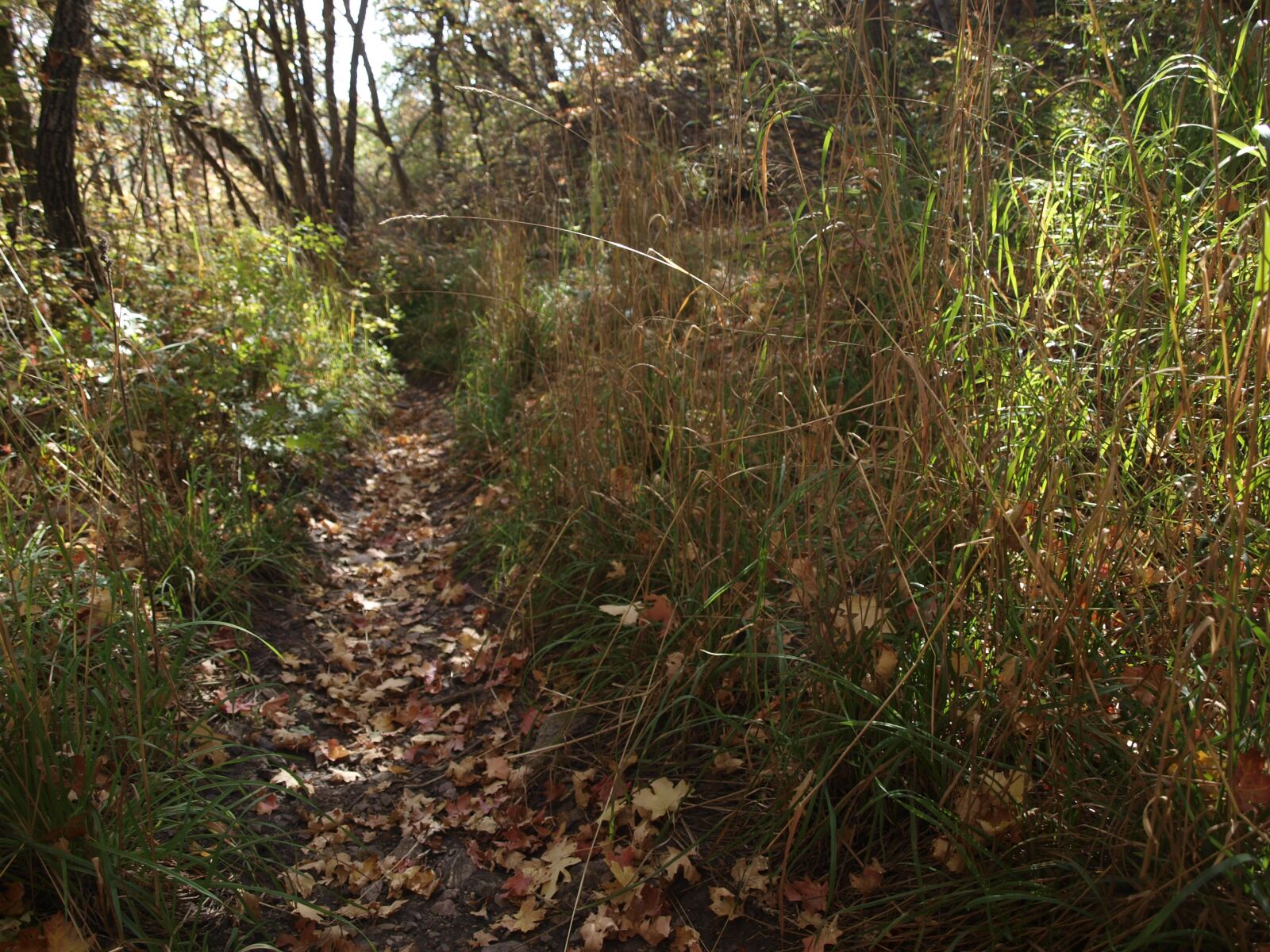 Olympus E-520 (EVOLT E-520) sample photo. Trail, outdoors, nature photography
