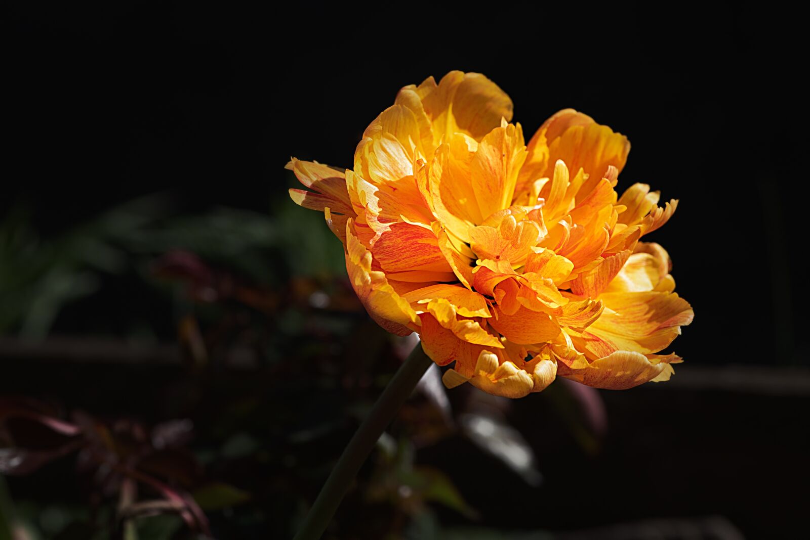 Nikon D750 sample photo. Peony, orange, orange peony photography
