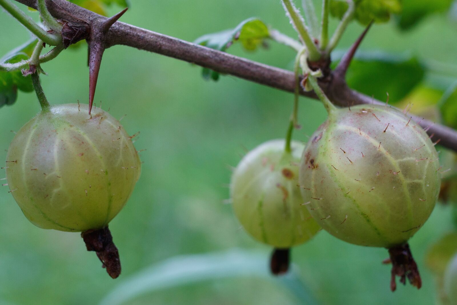 Canon EOS 100D (EOS Rebel SL1 / EOS Kiss X7) sample photo. Fruit, plant, branch, leaf photography