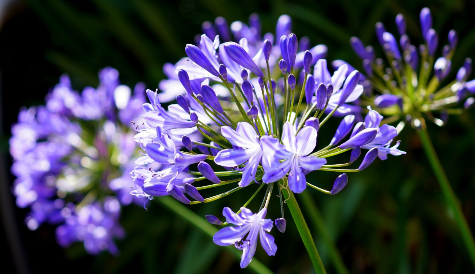 Sony E 70-350mm F4.5-6.3 G OSS sample photo. Agapanthus, blossom, bloom photography