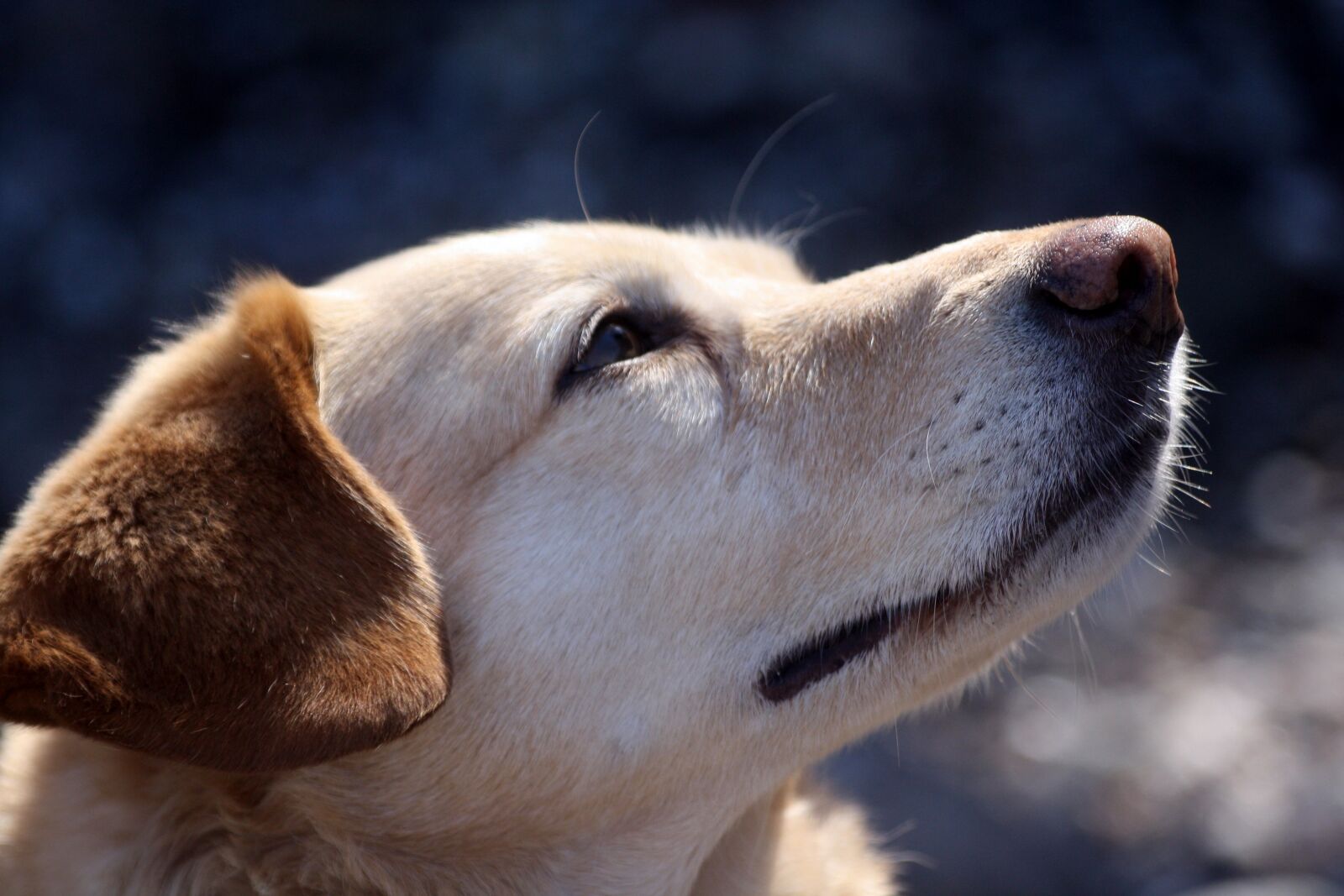 Canon EOS 1000D (EOS Digital Rebel XS / EOS Kiss F) sample photo. Dog, animal, portrait photography