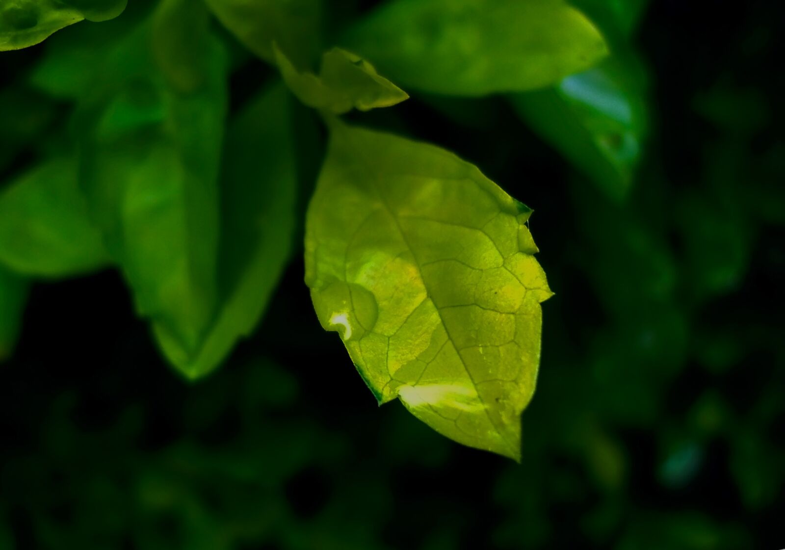 Sony Cyber-shot DSC-W530 sample photo. Leaf, green, green leaf photography