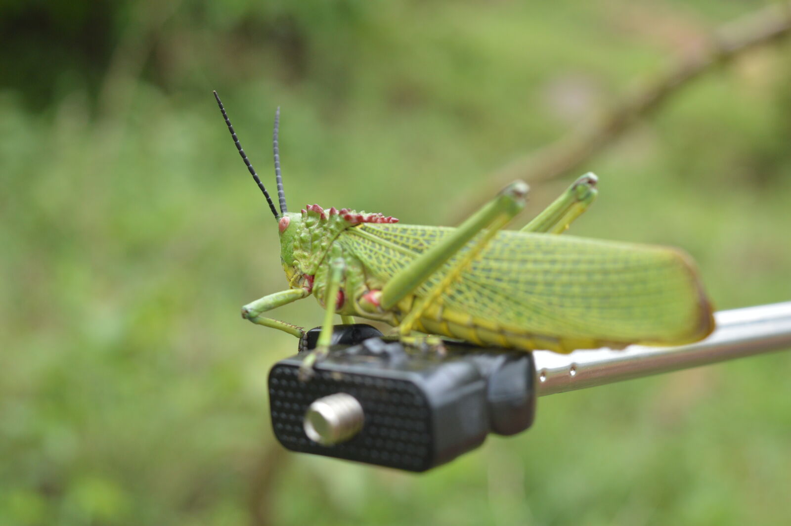 Nikon D3200 sample photo. Grasshopper photography