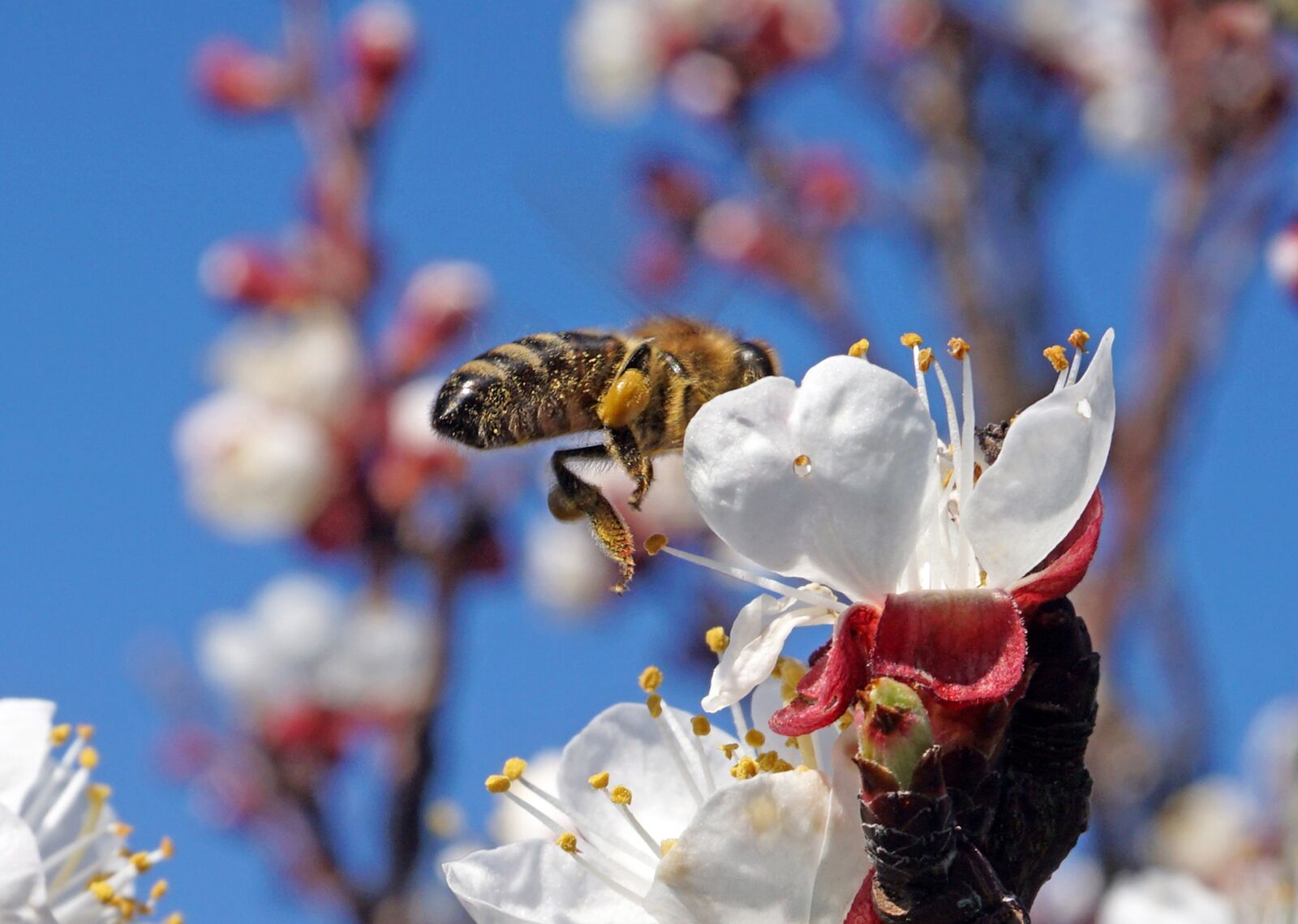 Sony E 16-50mm F3.5-5.6 PZ OSS sample photo. Nature, insect, flower photography