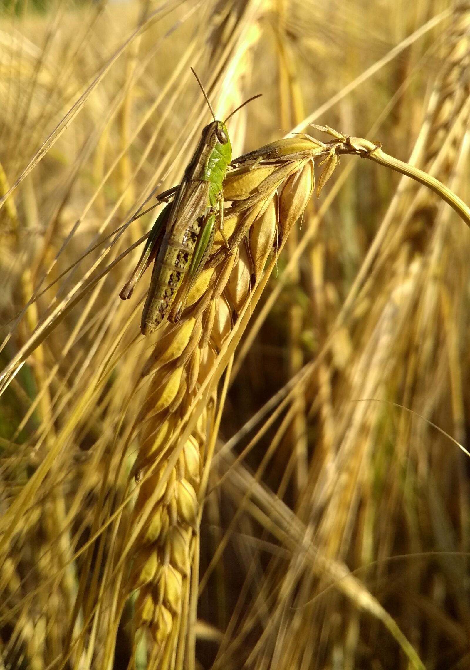 Motorola Moto G (5th Gen) sample photo. Cereals, wheat, rural photography