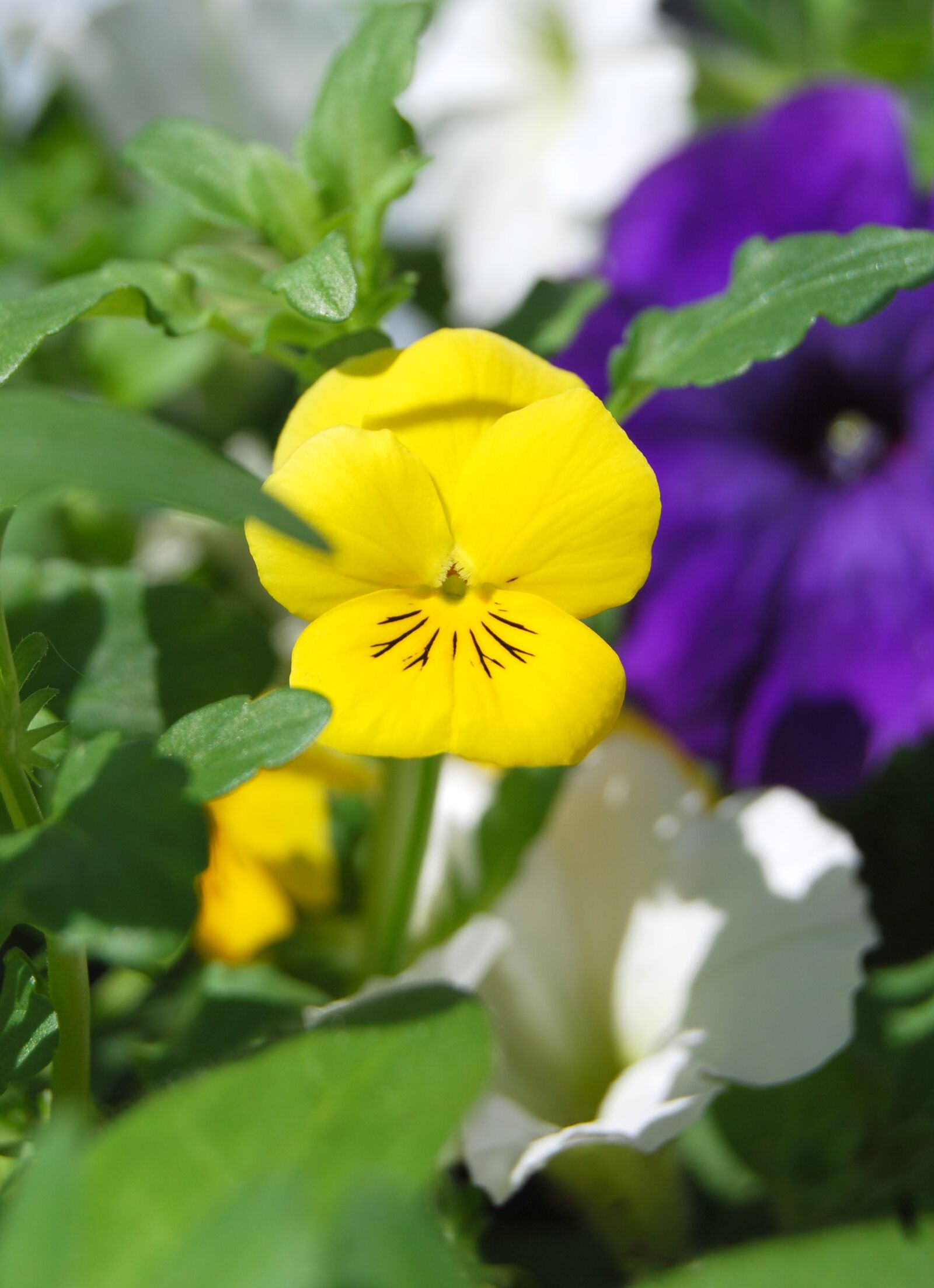 Nikon D40X sample photo. Yellow, flower, pansy photography