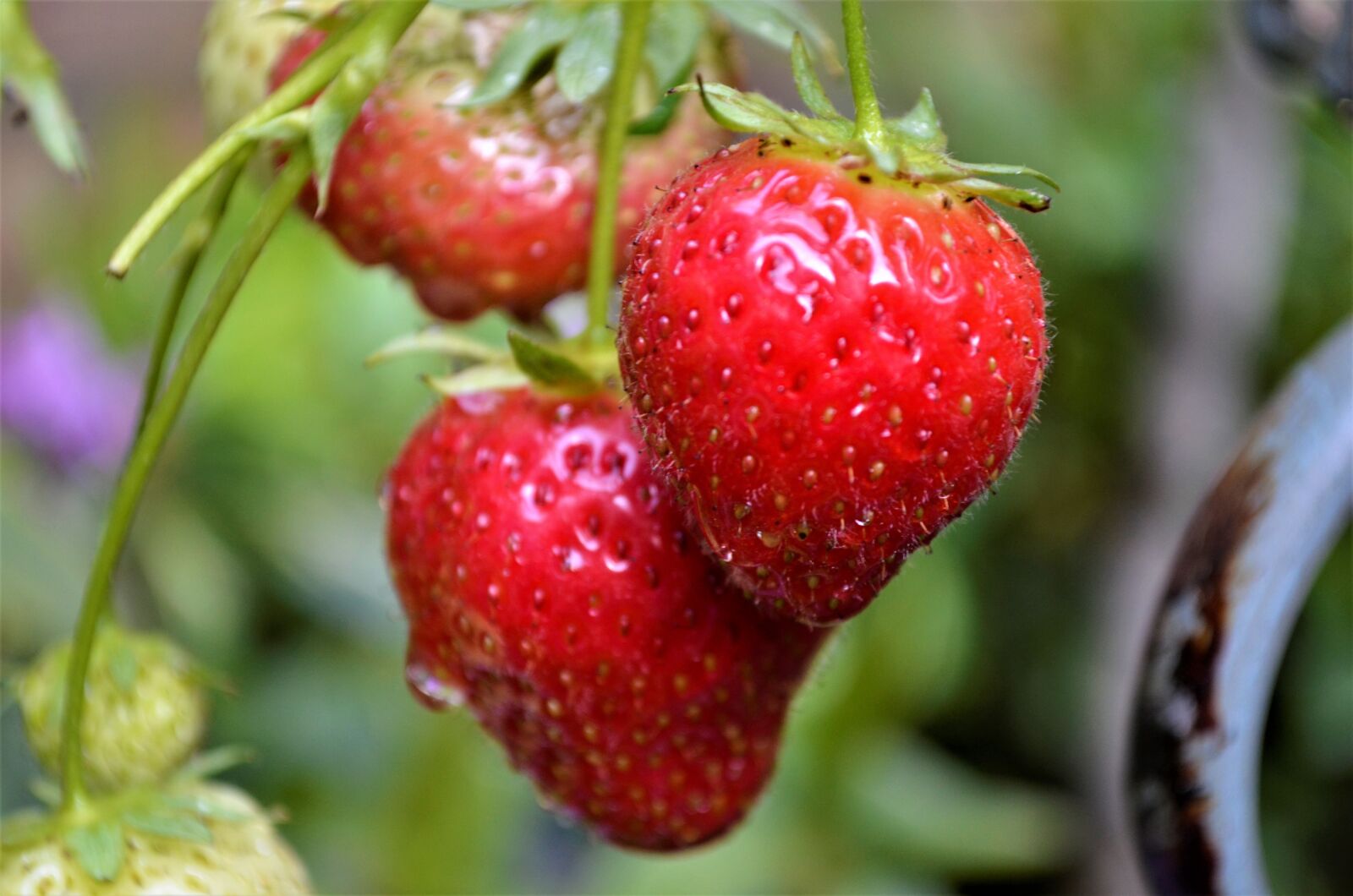Nikon D5100 sample photo. Fruit, food, nature photography