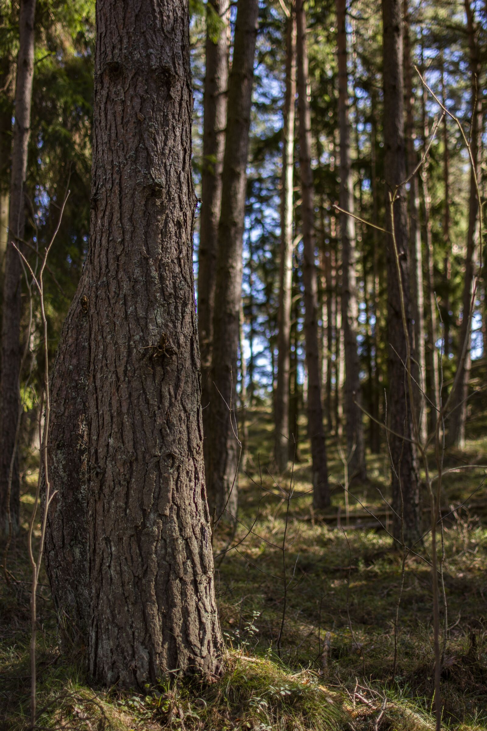 Nikon D5200 sample photo. Forest, tree, nature photography
