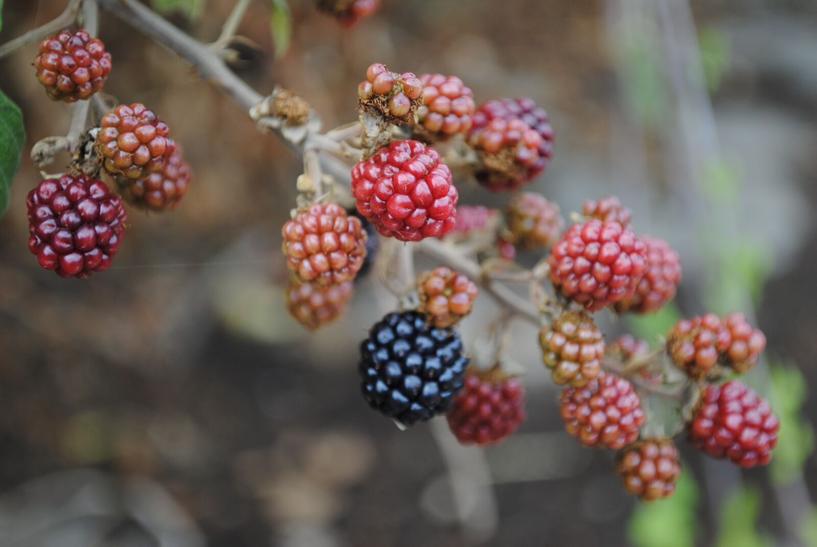 Nikon D3000 sample photo. Nature, fruit, food photography
