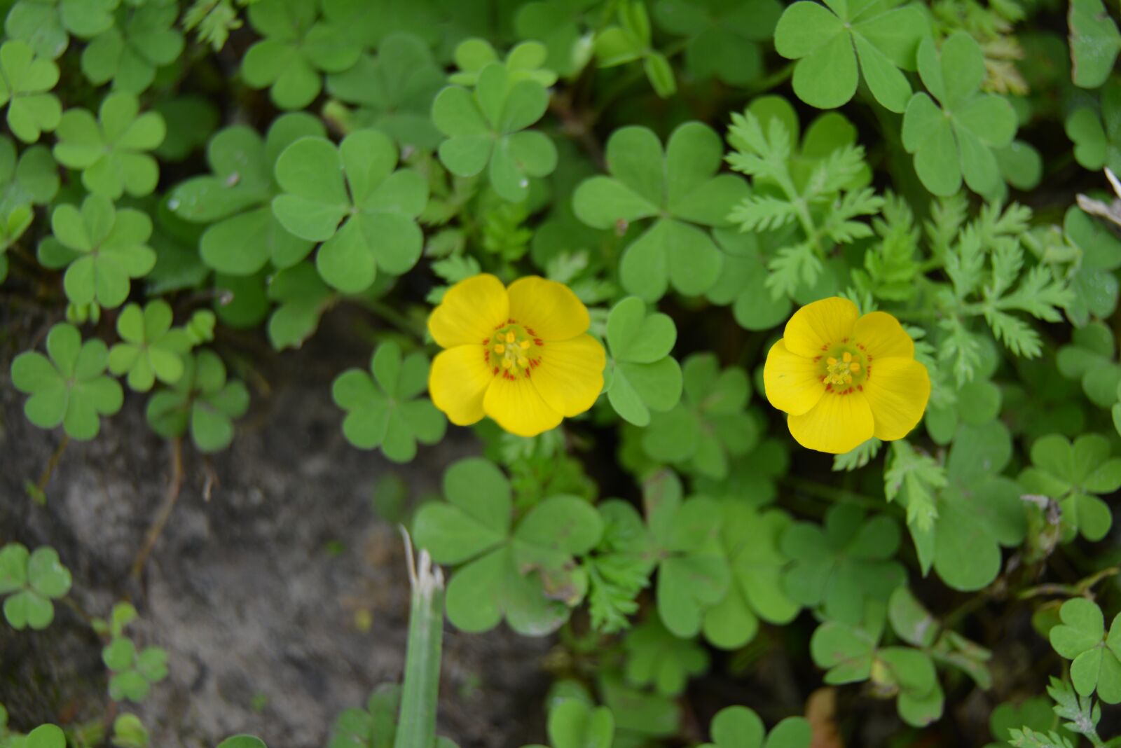 Nikon D5200 sample photo. Flor, naturalez, planta photography