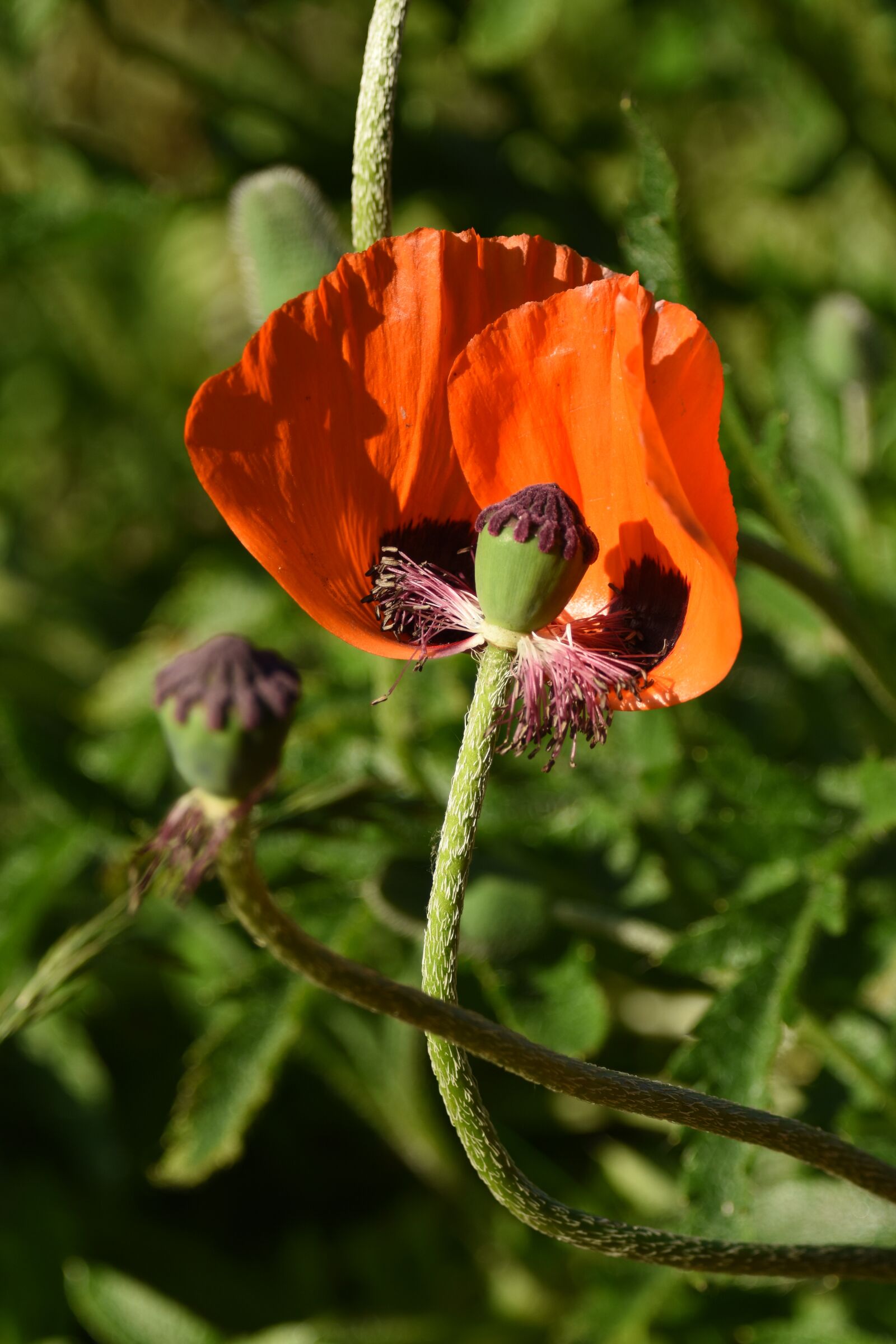 Nikon D7200 sample photo. Poppy, flower, orange photography