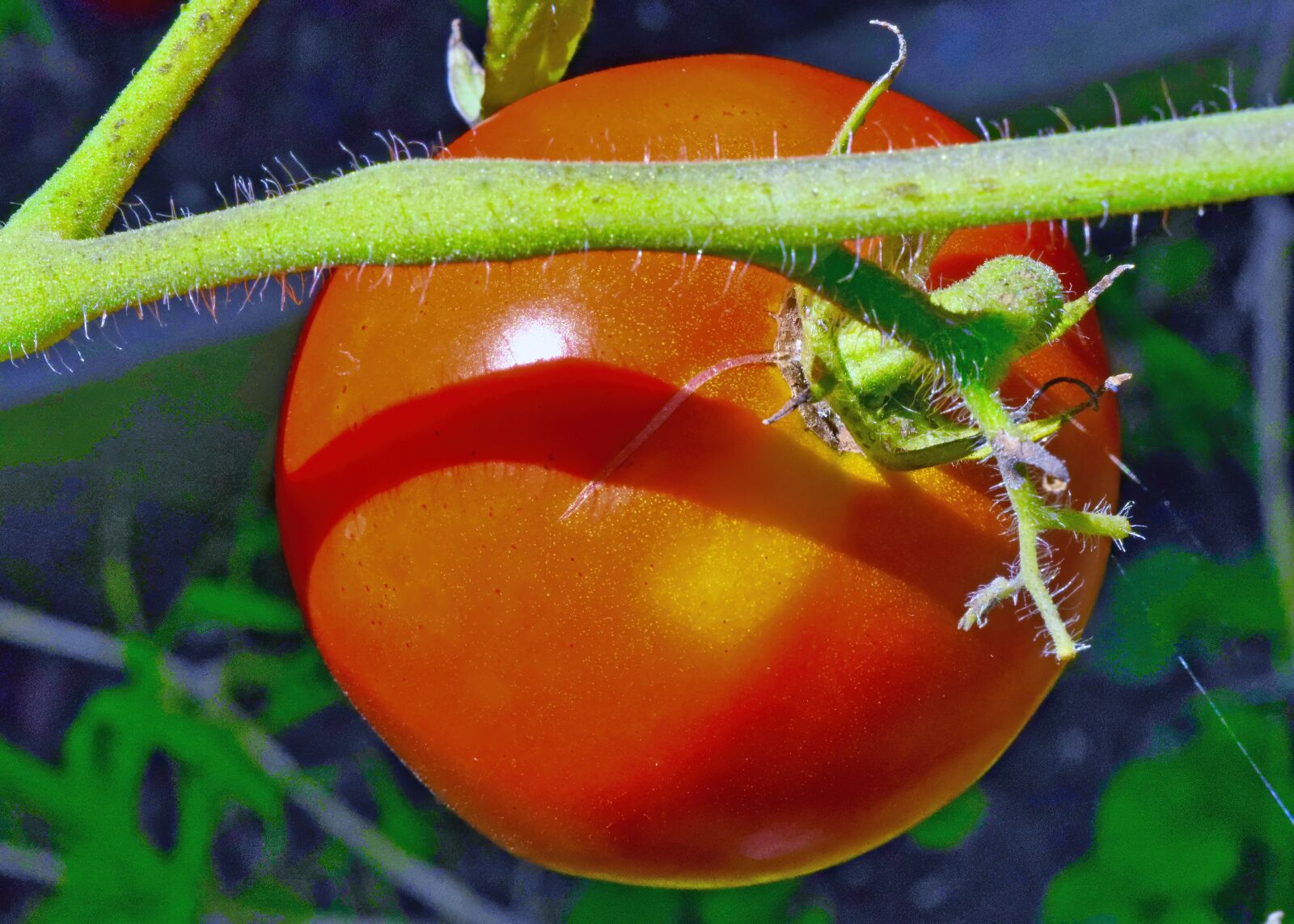 Nikon D3300 sample photo. Tomato, vegetable, food photography