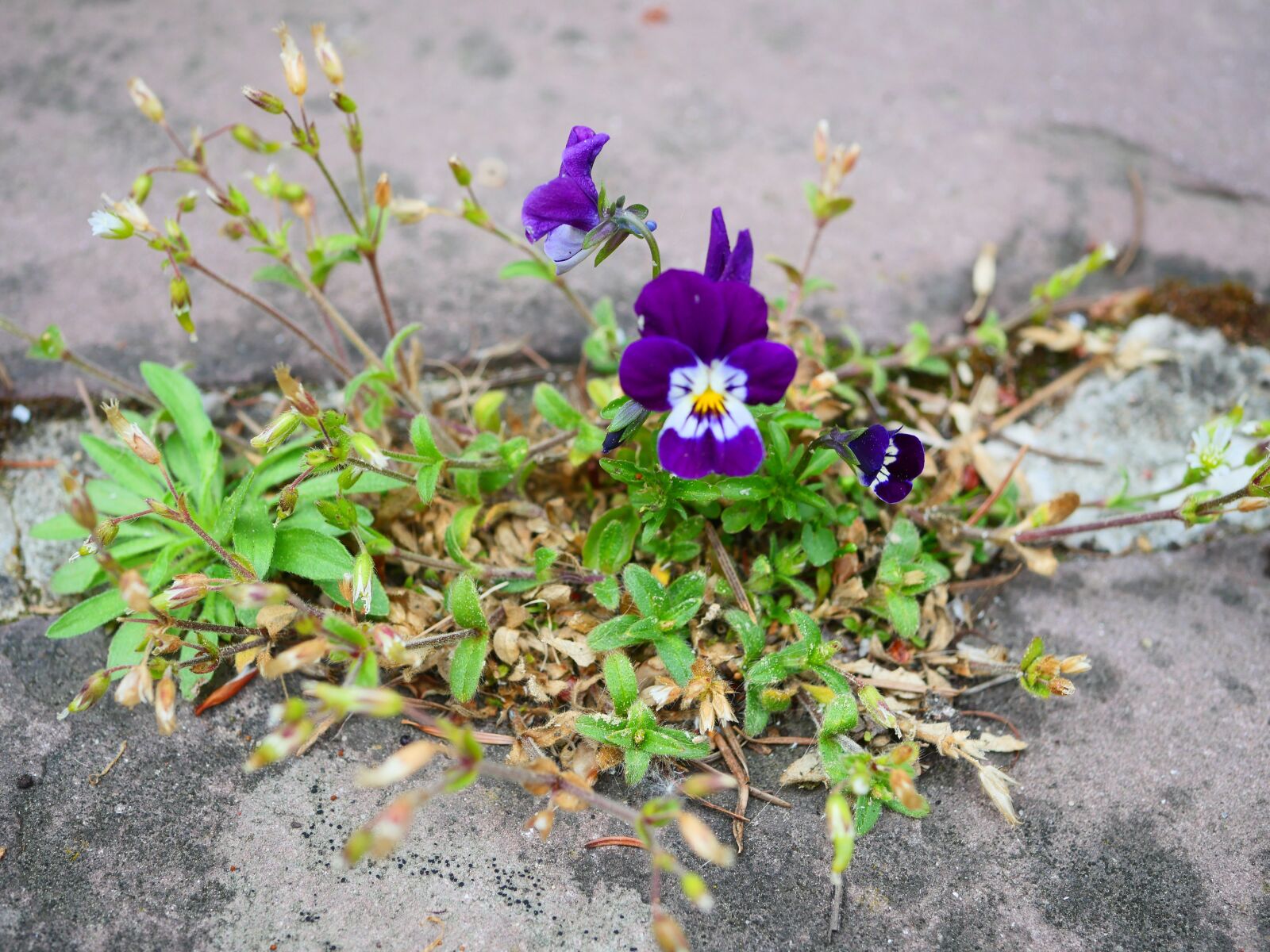 Panasonic Lumix DC-G90 (Lumix DC-G91) sample photo. Pansy, flower, stone photography