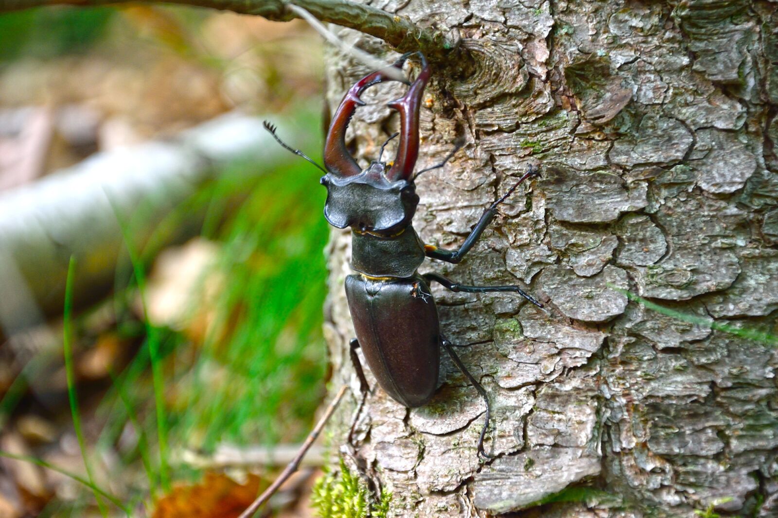 Nikon D5300 sample photo. Insect, nature, wood photography