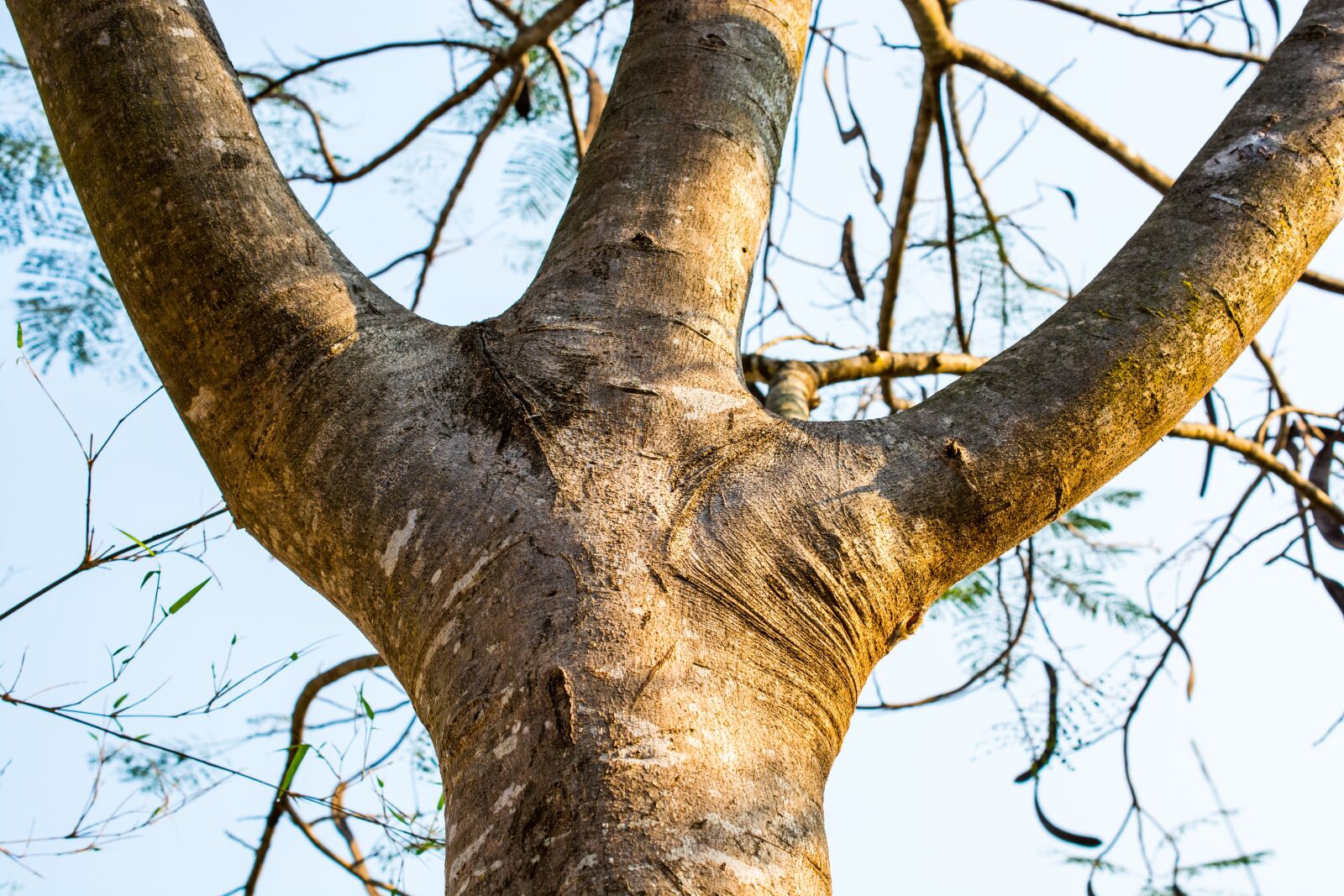 Nikon D5200 sample photo. Log, tree, bark photography