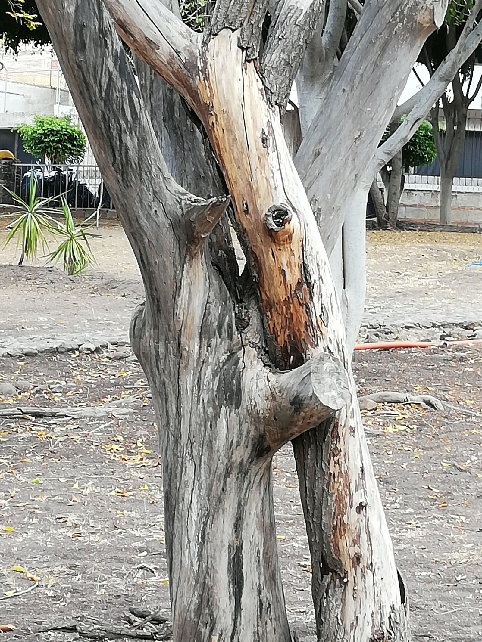 HUAWEI P20 lite sample photo. Lovers, nature, couple photography