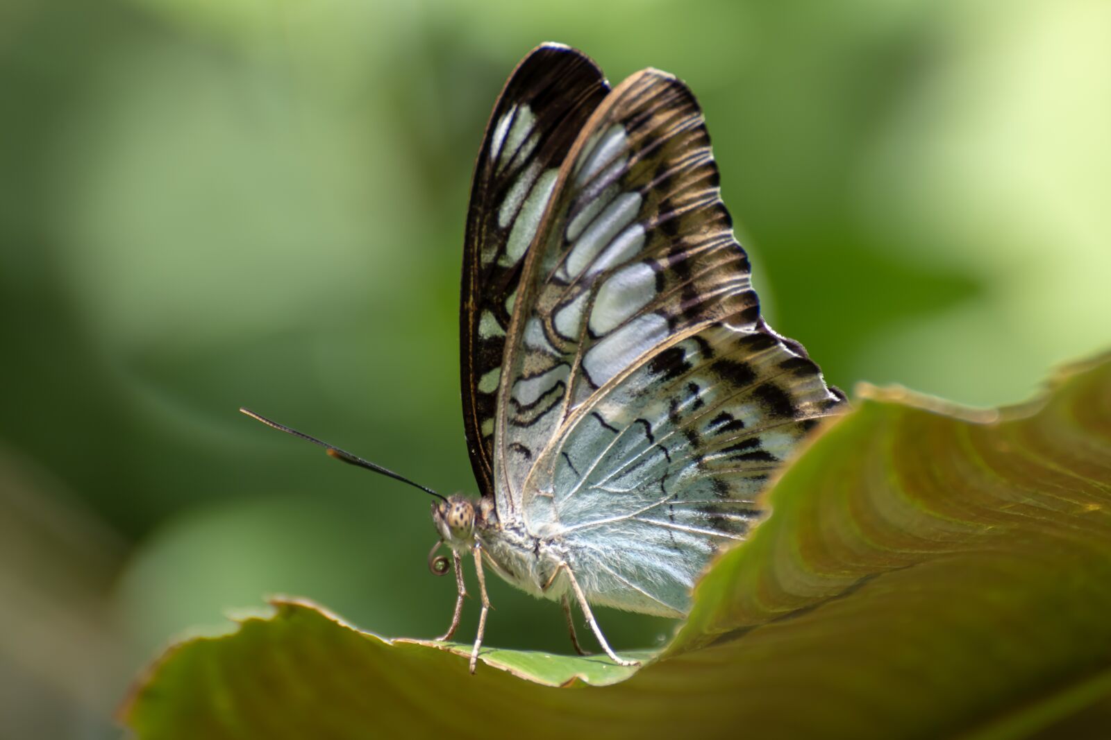 Canon EOS 800D (EOS Rebel T7i / EOS Kiss X9i) sample photo. Butterfly, animal, insect photography