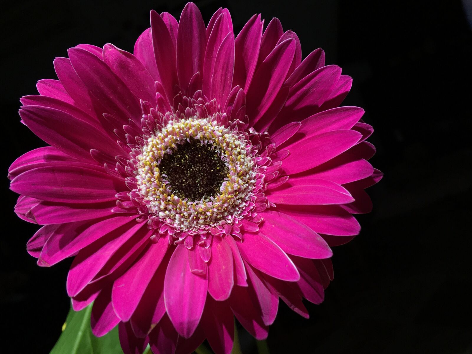 Apple iPhone 6s Plus sample photo. Pink flower, pistils, plant photography
