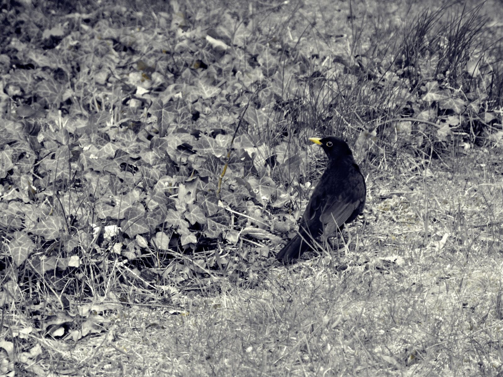 Sony Cyber-shot DSC-H300 sample photo. Bird, blackbird, animal photography