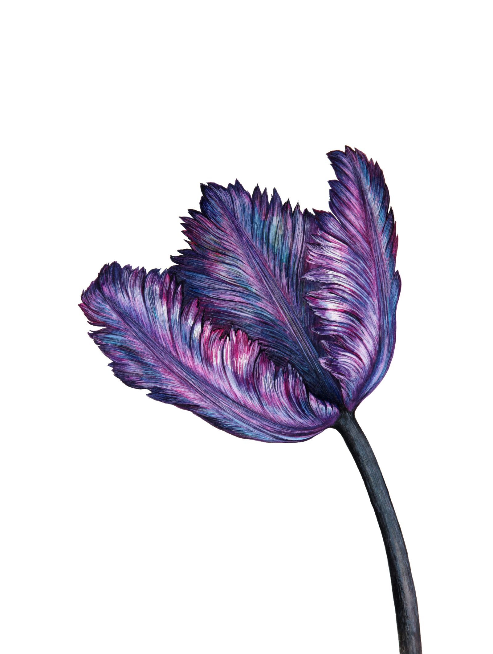 Canon EOS 5D Mark II sample photo. Purple, tulip, spring photography