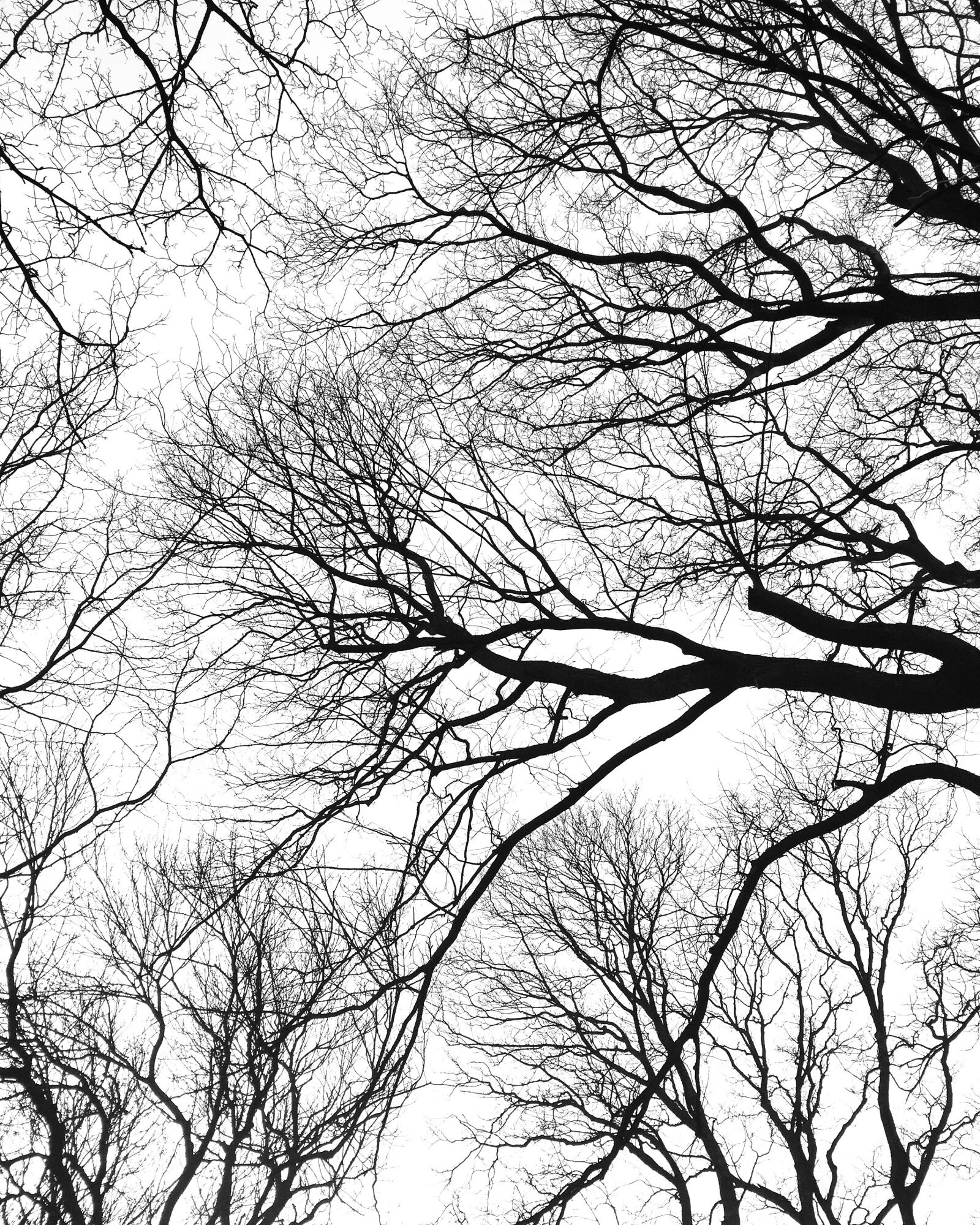 Apple iPhone 6 sample photo. Wood, trees, natural photography