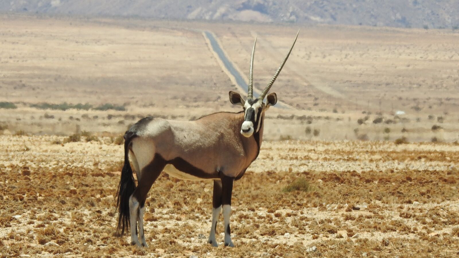 Nikon Coolpix P900 sample photo. Oryx, animal, wilderness photography