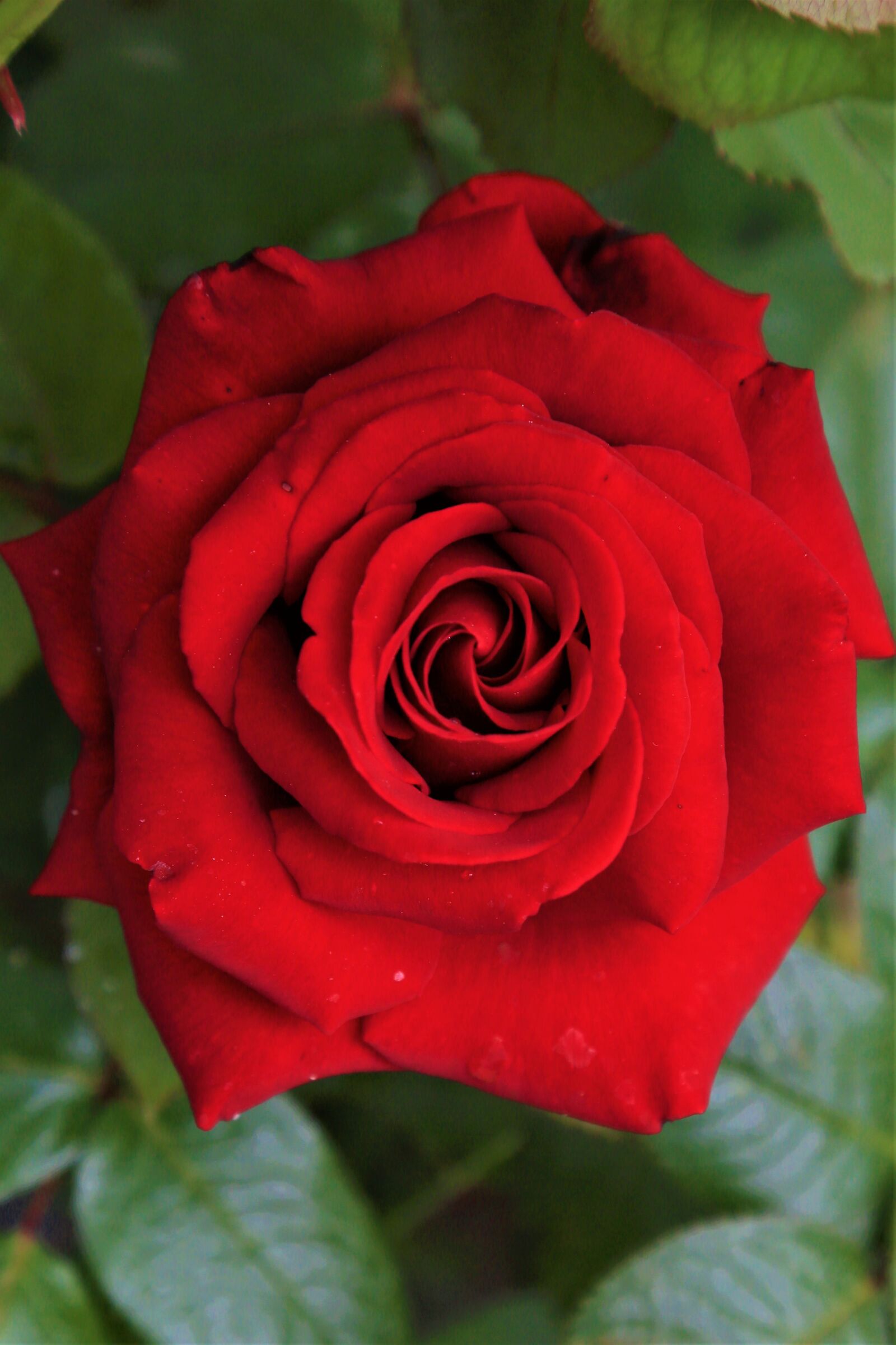 Canon EF 24-105mm F4L IS USM sample photo. Rose, red, spring photography
