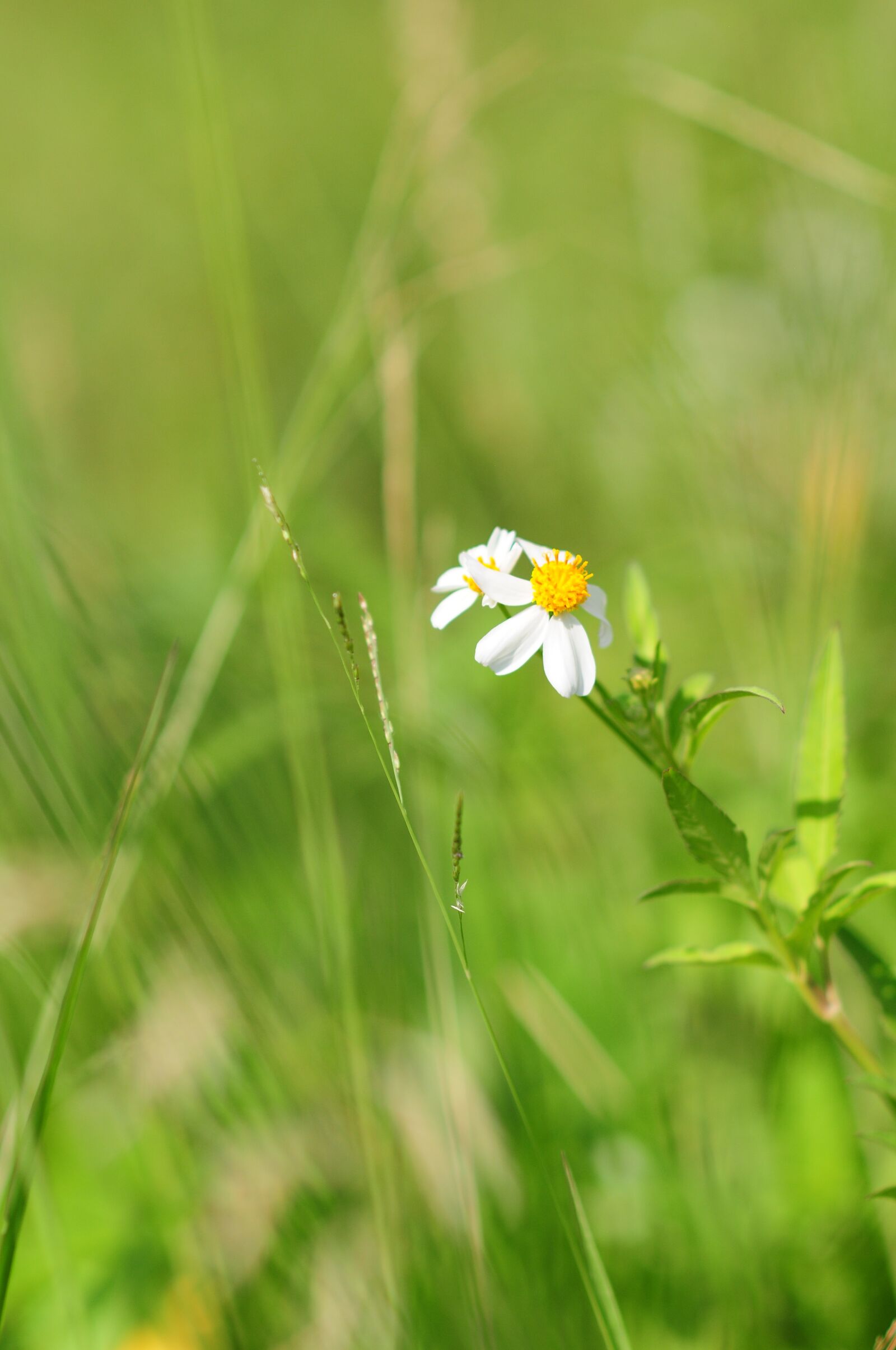 Nikon D300 sample photo. Daisy, grass, little photography