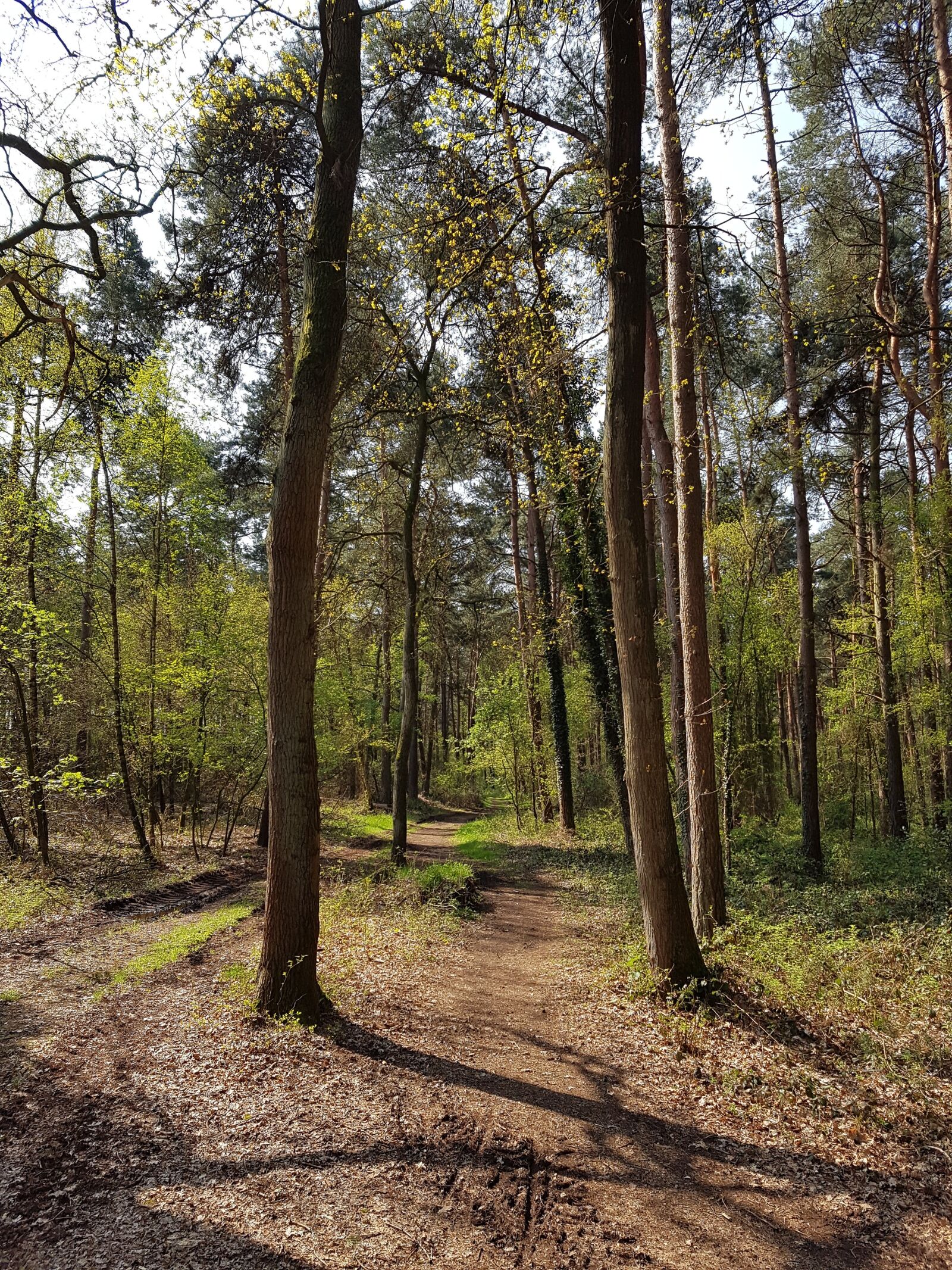 Samsung Galaxy S7 Edge sample photo. Forest path, trees, forest photography