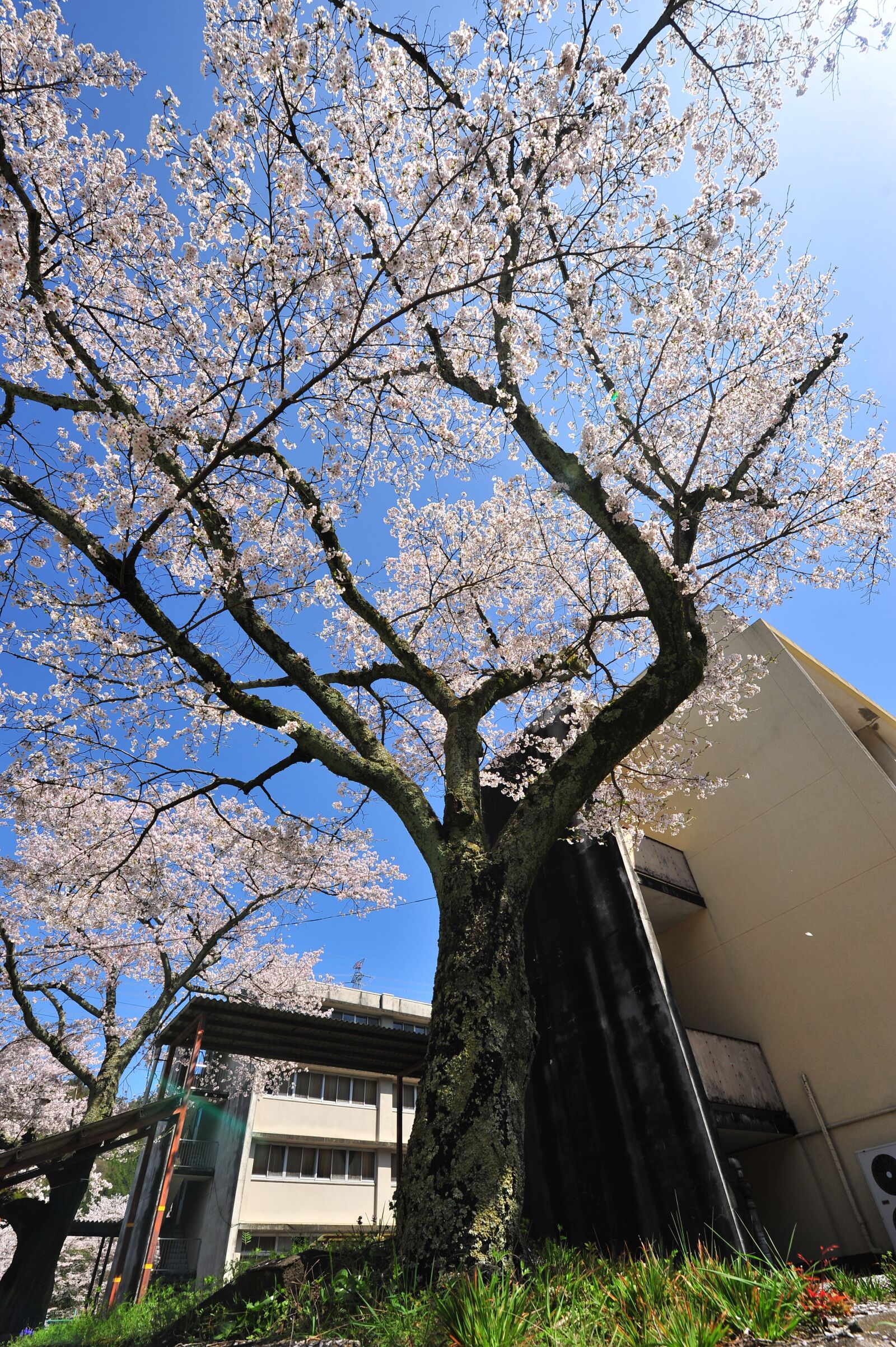 Nikon D700 sample photo. Cherry blossoms, blue sky photography