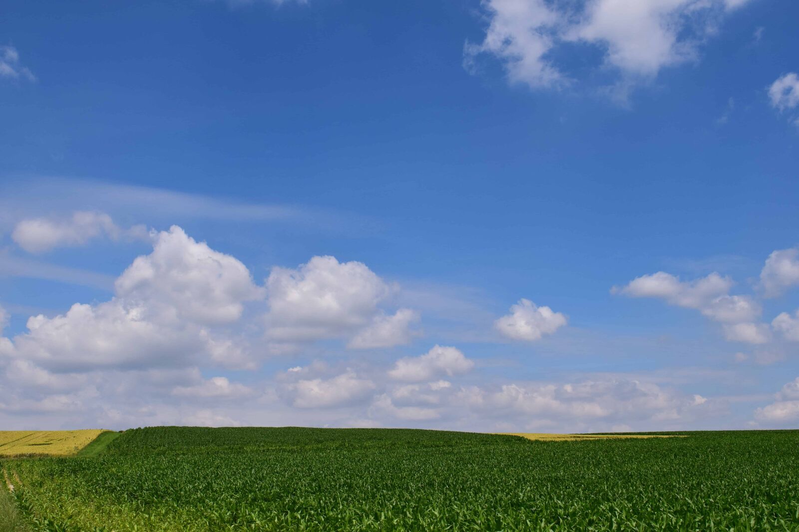 Nikon D3300 sample photo. Nature, field, blue sky photography