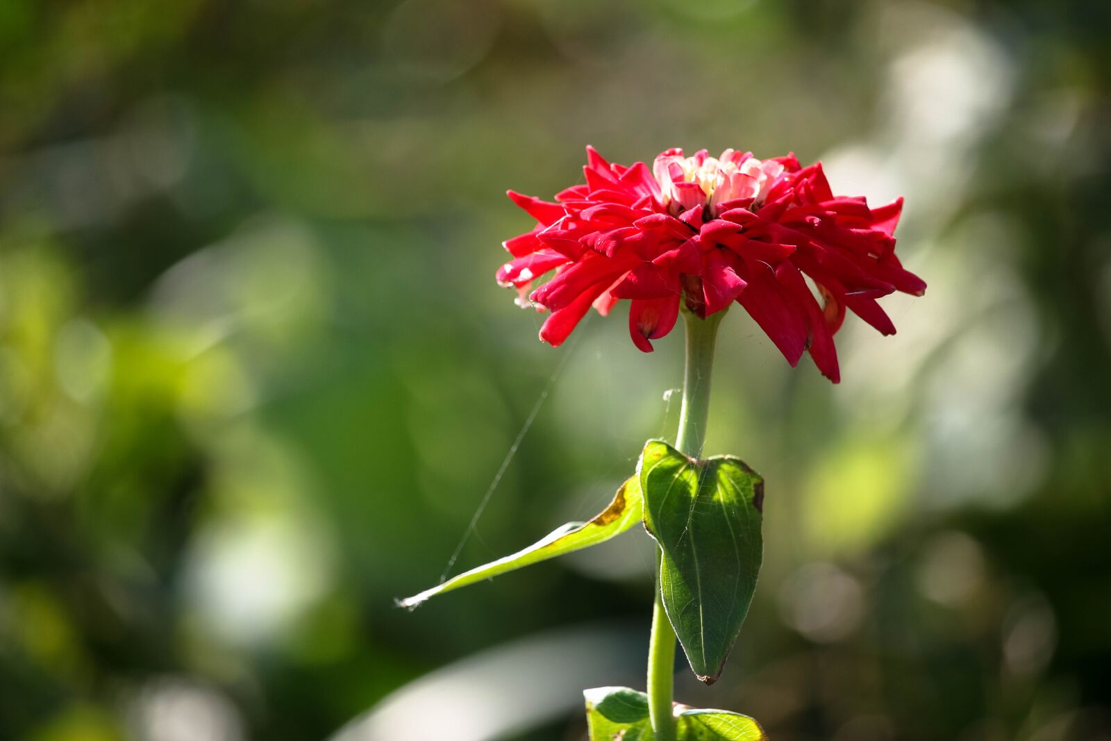 Canon EF-S 55-250mm F4-5.6 IS STM sample photo. Flower, autumn, red photography