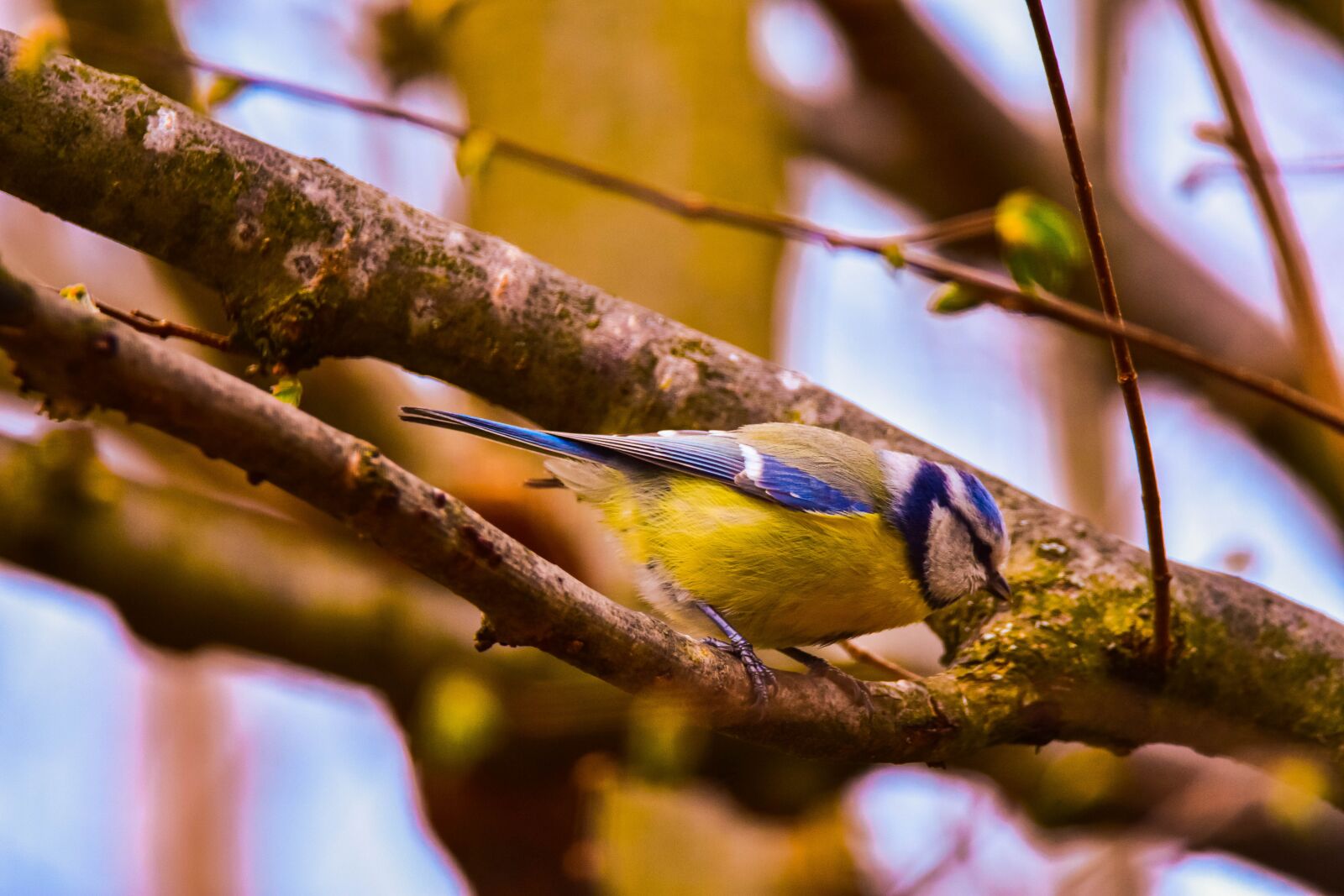 Nikon D3400 sample photo. Bird, nature, tit photography