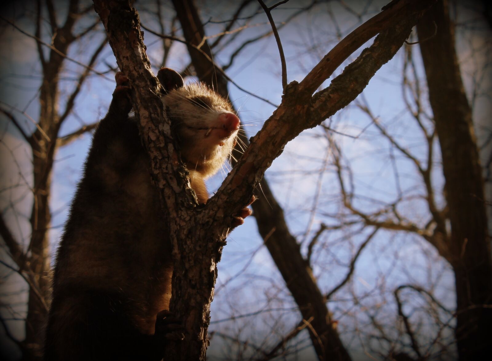 Canon EOS 1100D (EOS Rebel T3 / EOS Kiss X50) sample photo. Opossum, animal, wild photography