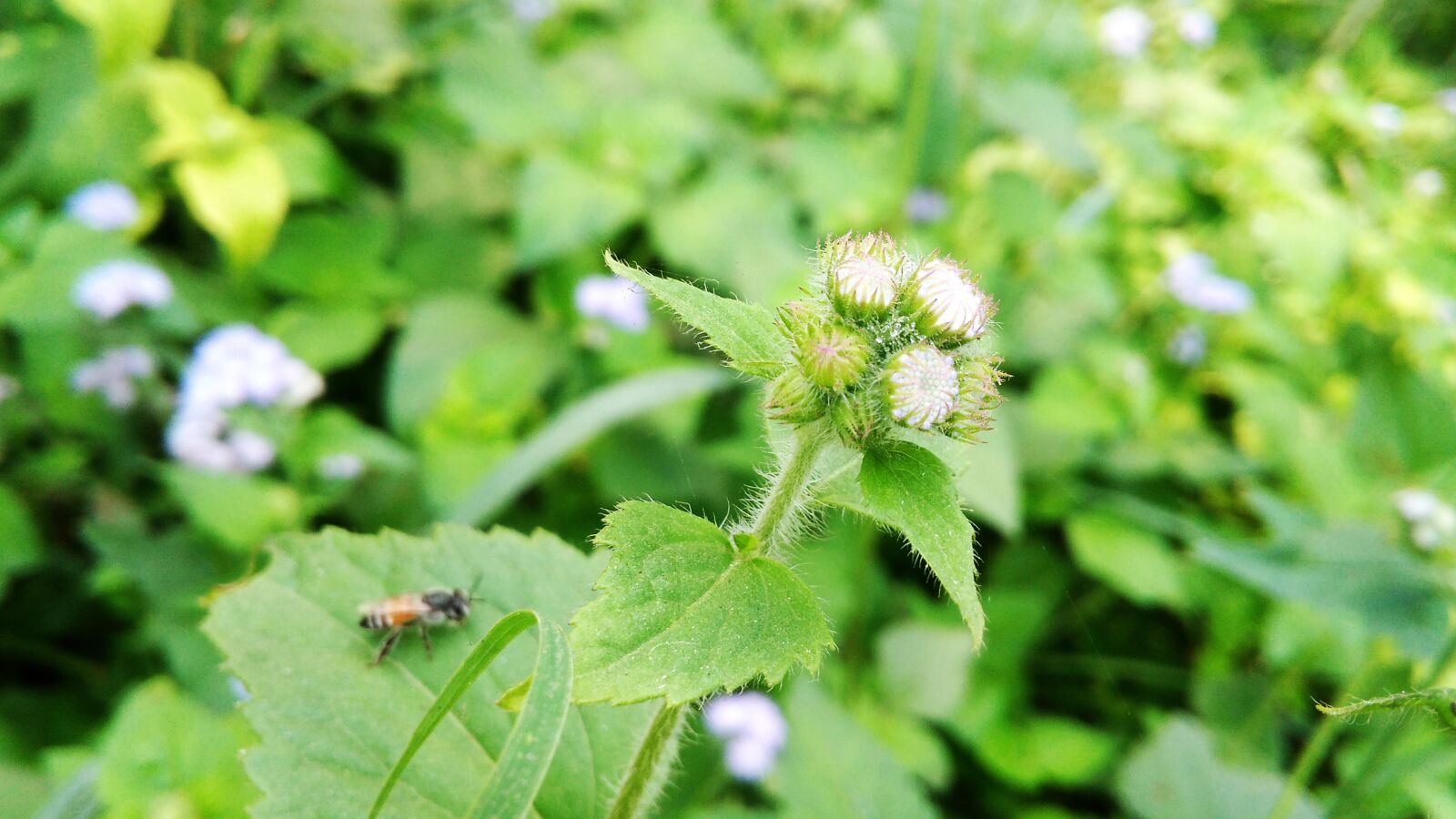 Xiaomi Redmi 4A sample photo. Beautiful, flowers, bee, desktop photography