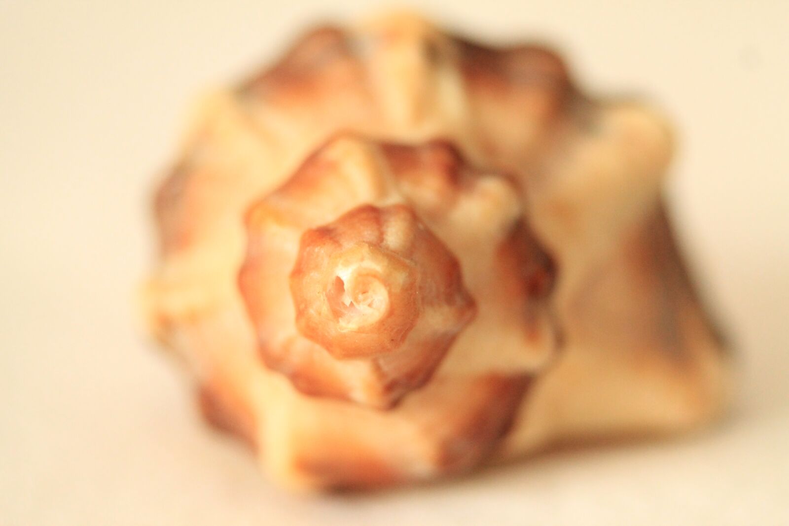 Canon EOS 1100D (EOS Rebel T3 / EOS Kiss X50) sample photo. Conch, spiral, seashells photography