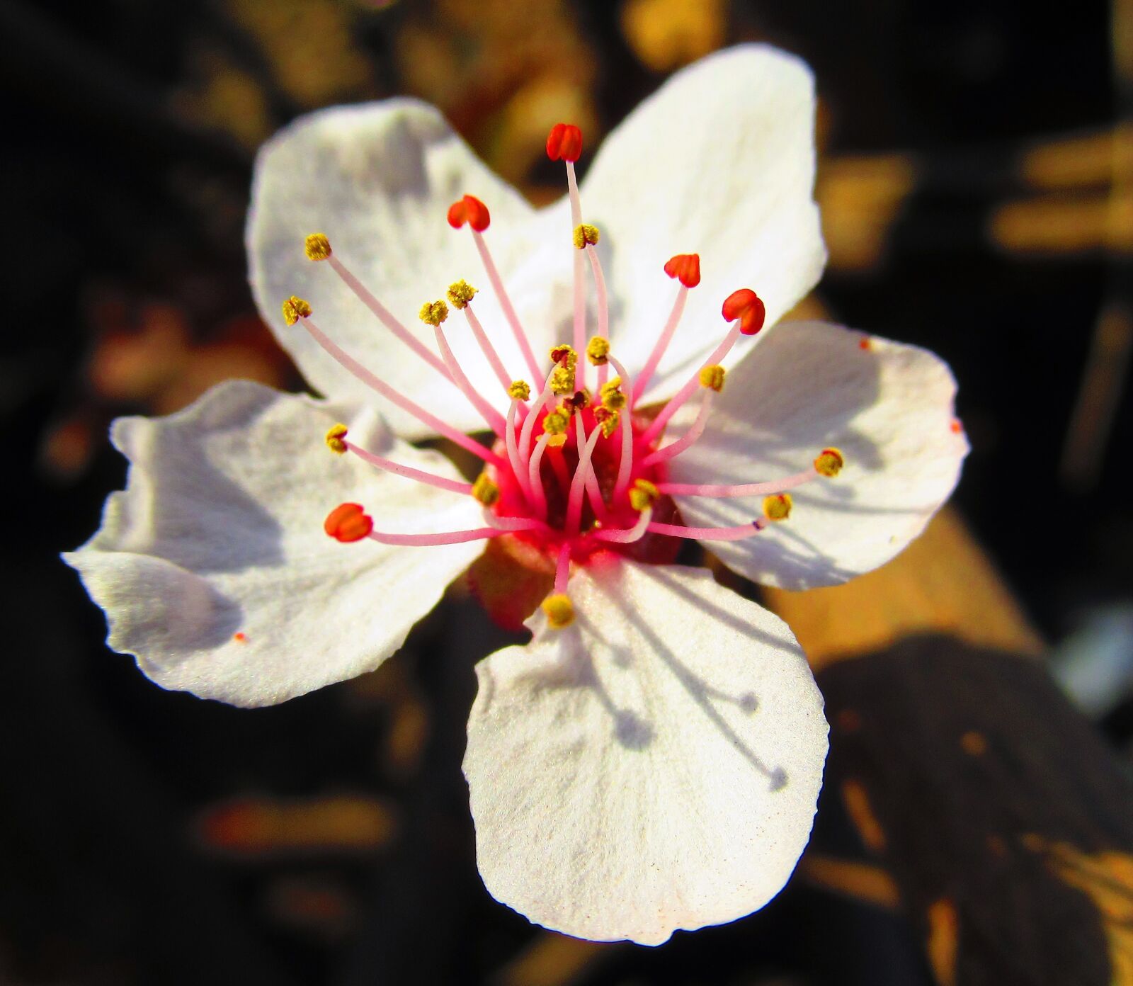 Canon PowerShot SX620 HS sample photo. Flower, spring, nature photography