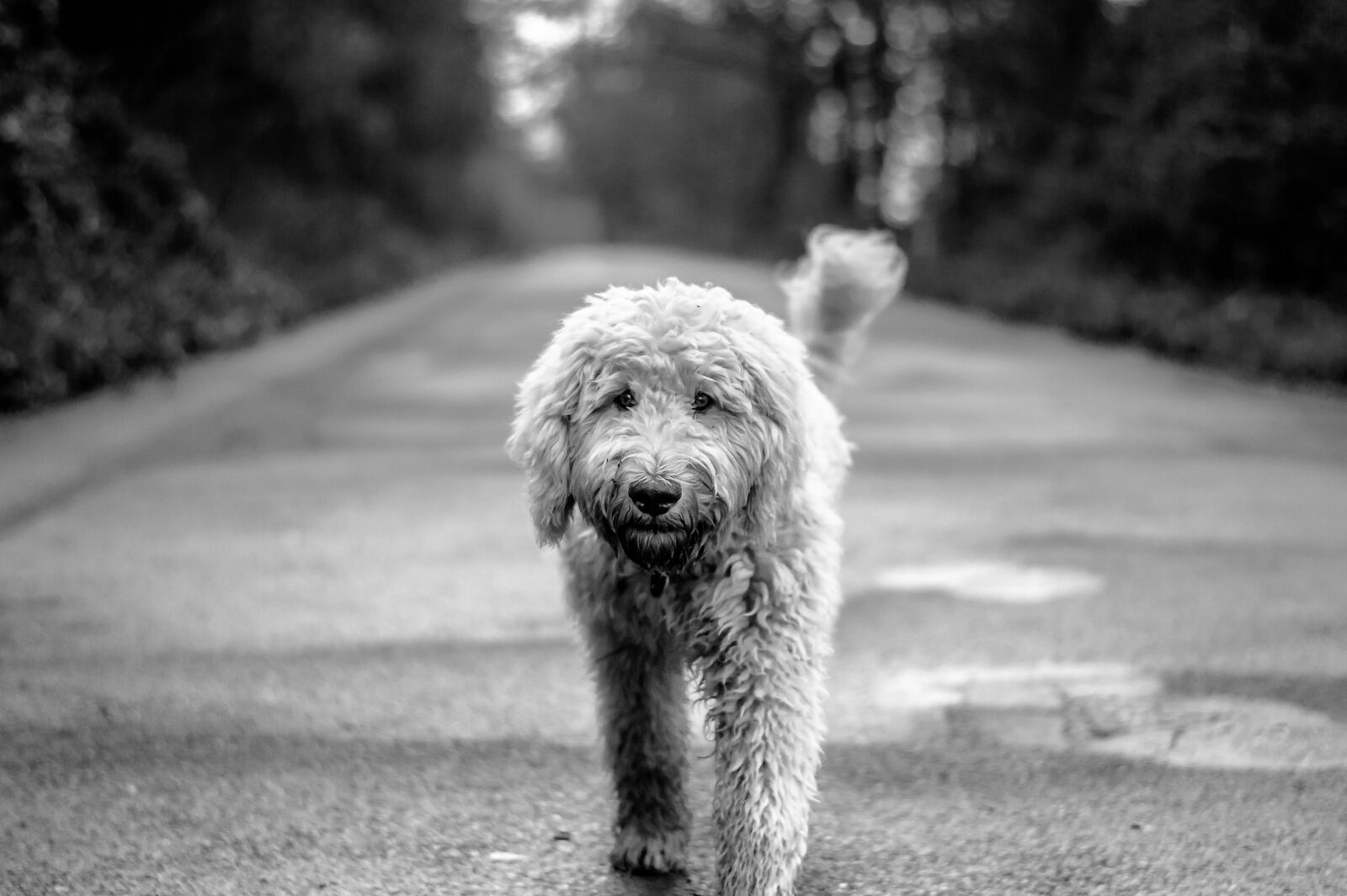Nikon D3200 sample photo. Dog, goldendoodle, road photography