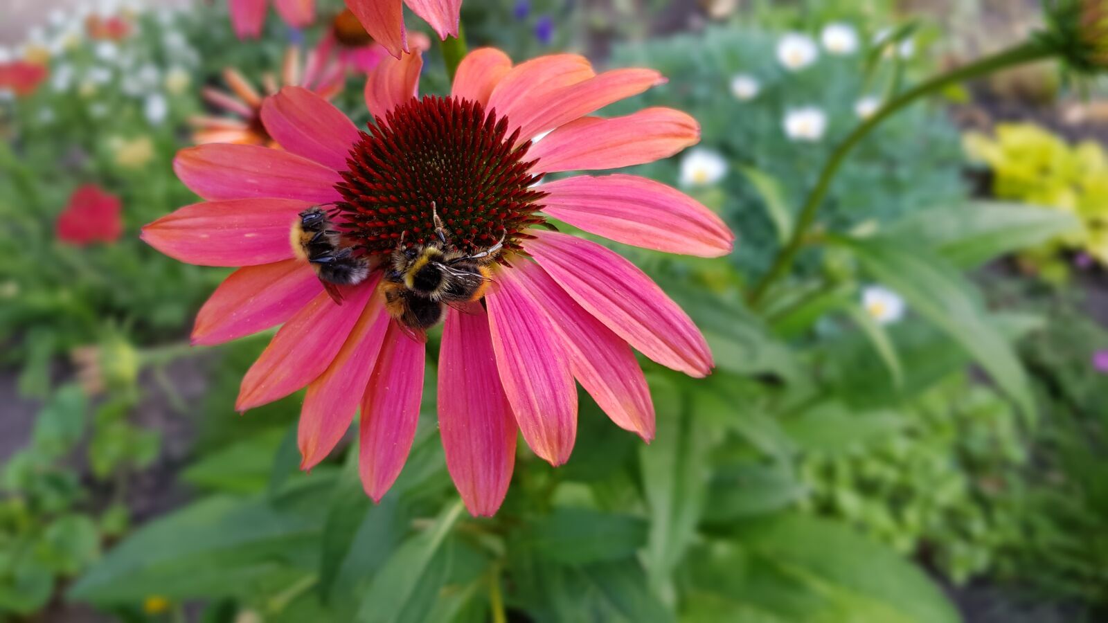 Samsung Galaxy S8 sample photo. Summer, beginning of summer photography